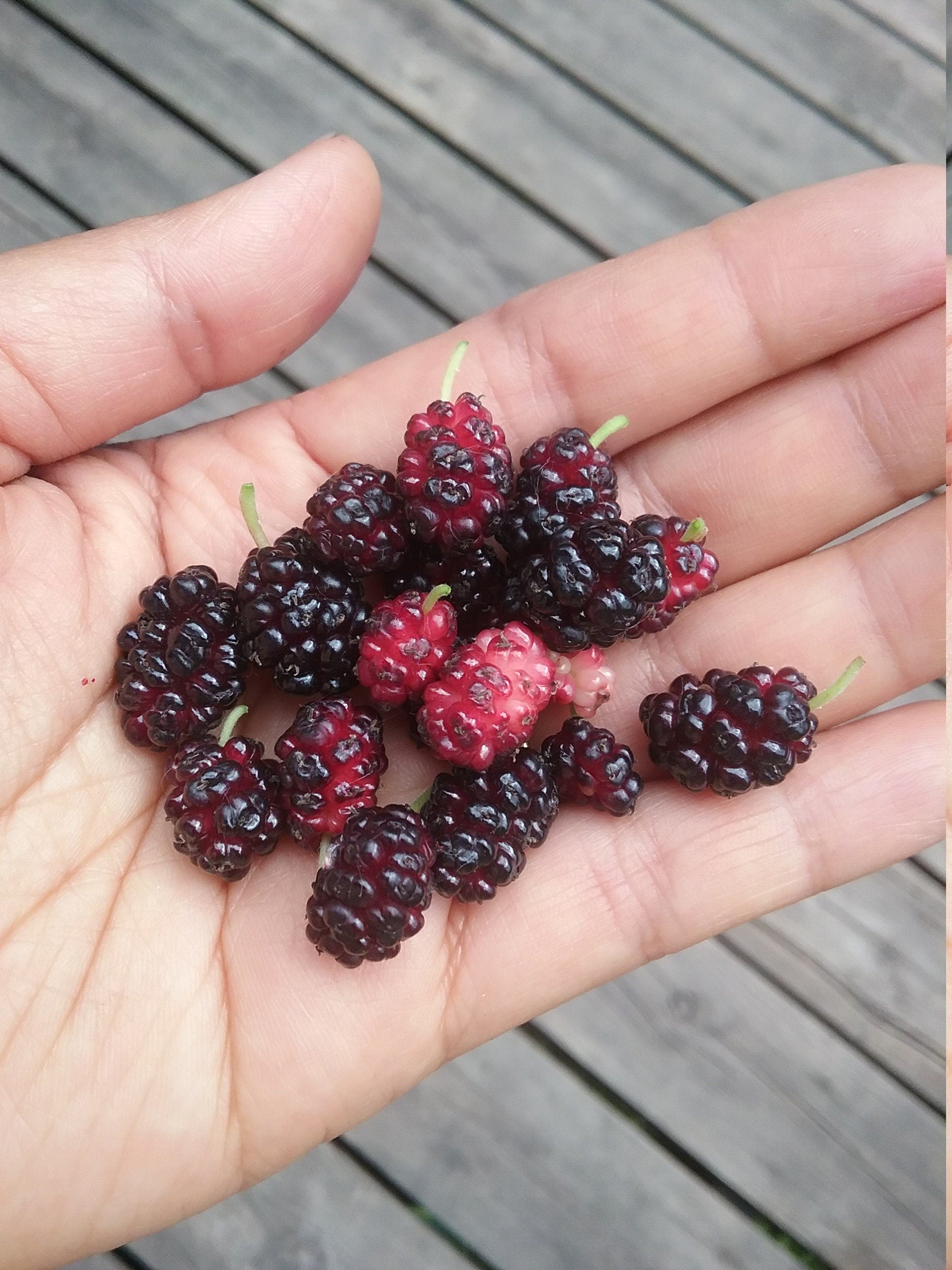 Perennial 15 Mulberry Cuttings Unrooted 5-8 inches