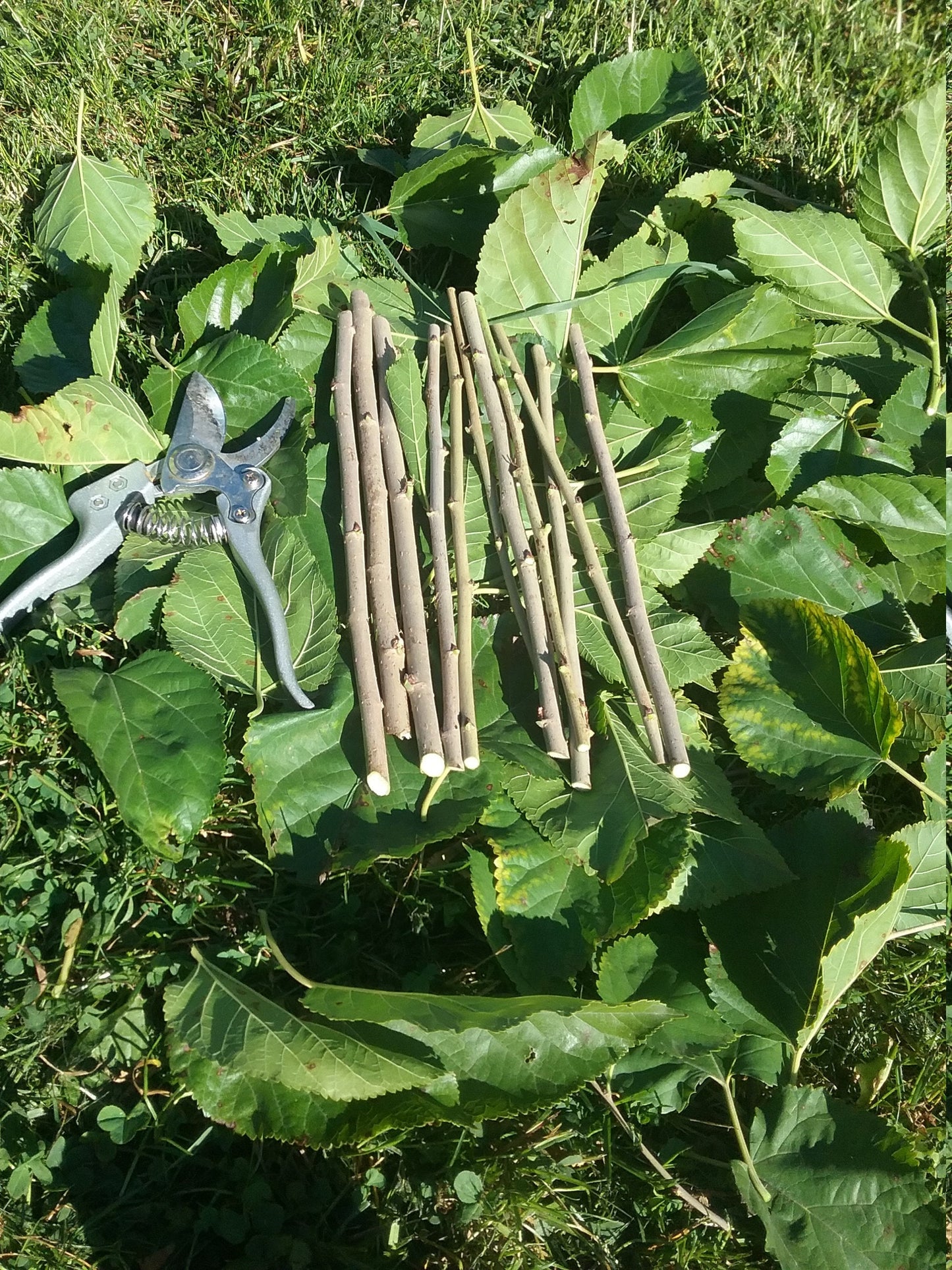 Perennial 15 Mulberry Cuttings Unrooted 5-8 inches