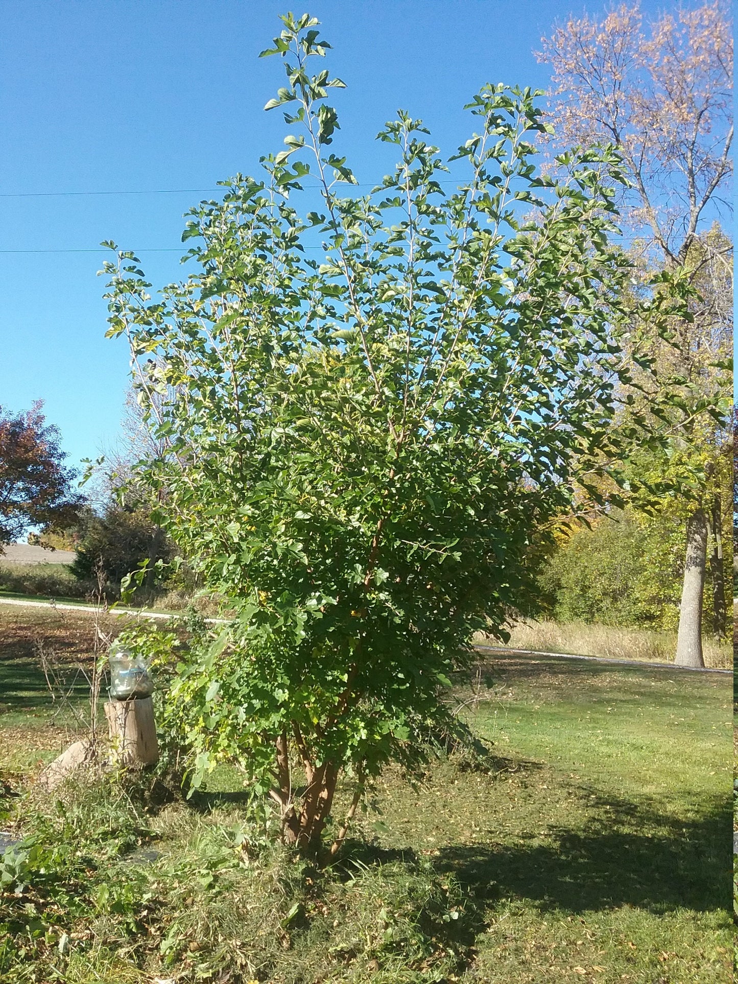 Perennial 15 Mulberry Cuttings Unrooted 5-8 inches
