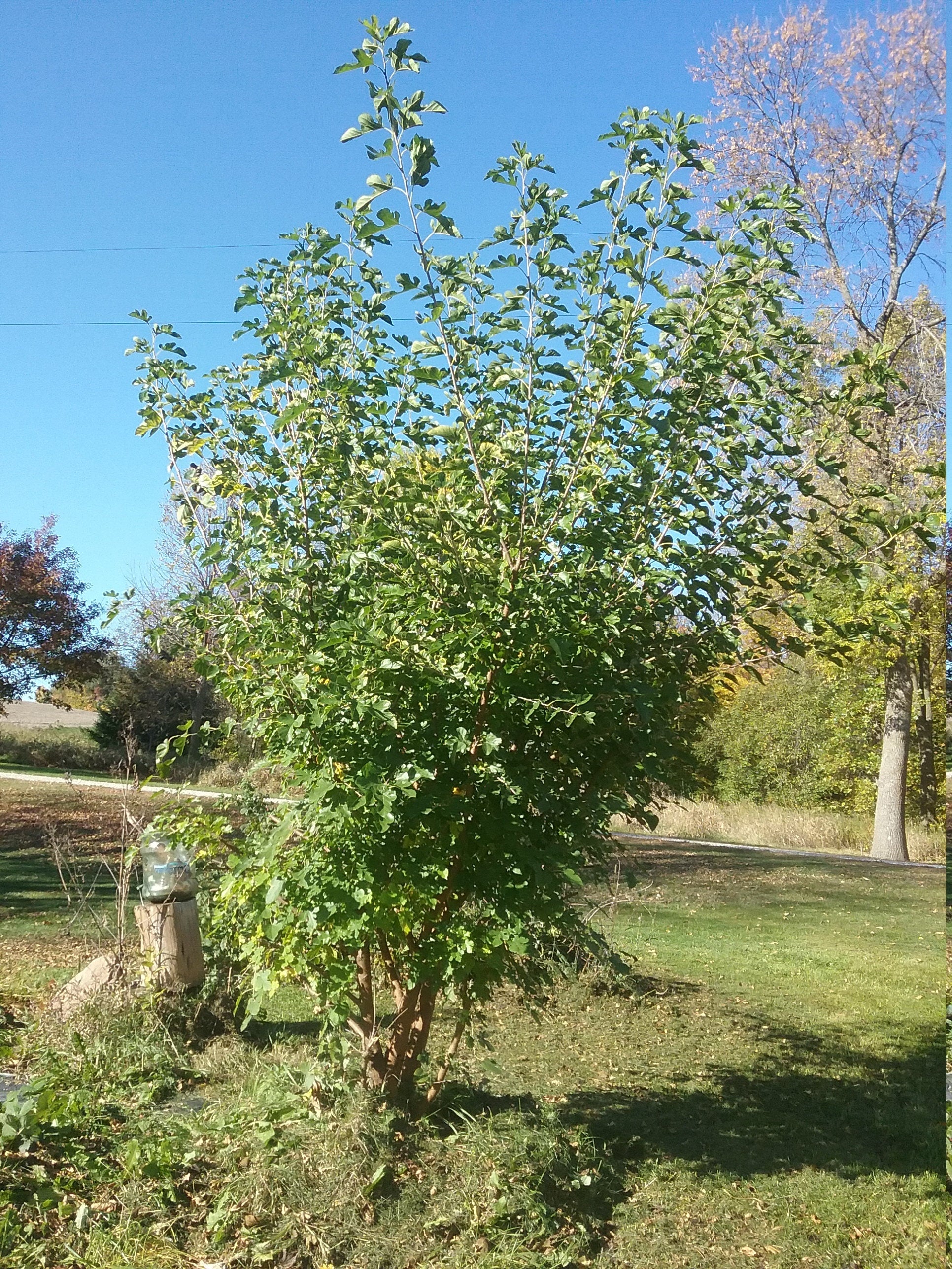 Perennial 15 Mulberry Cuttings Unrooted 5-8 inches