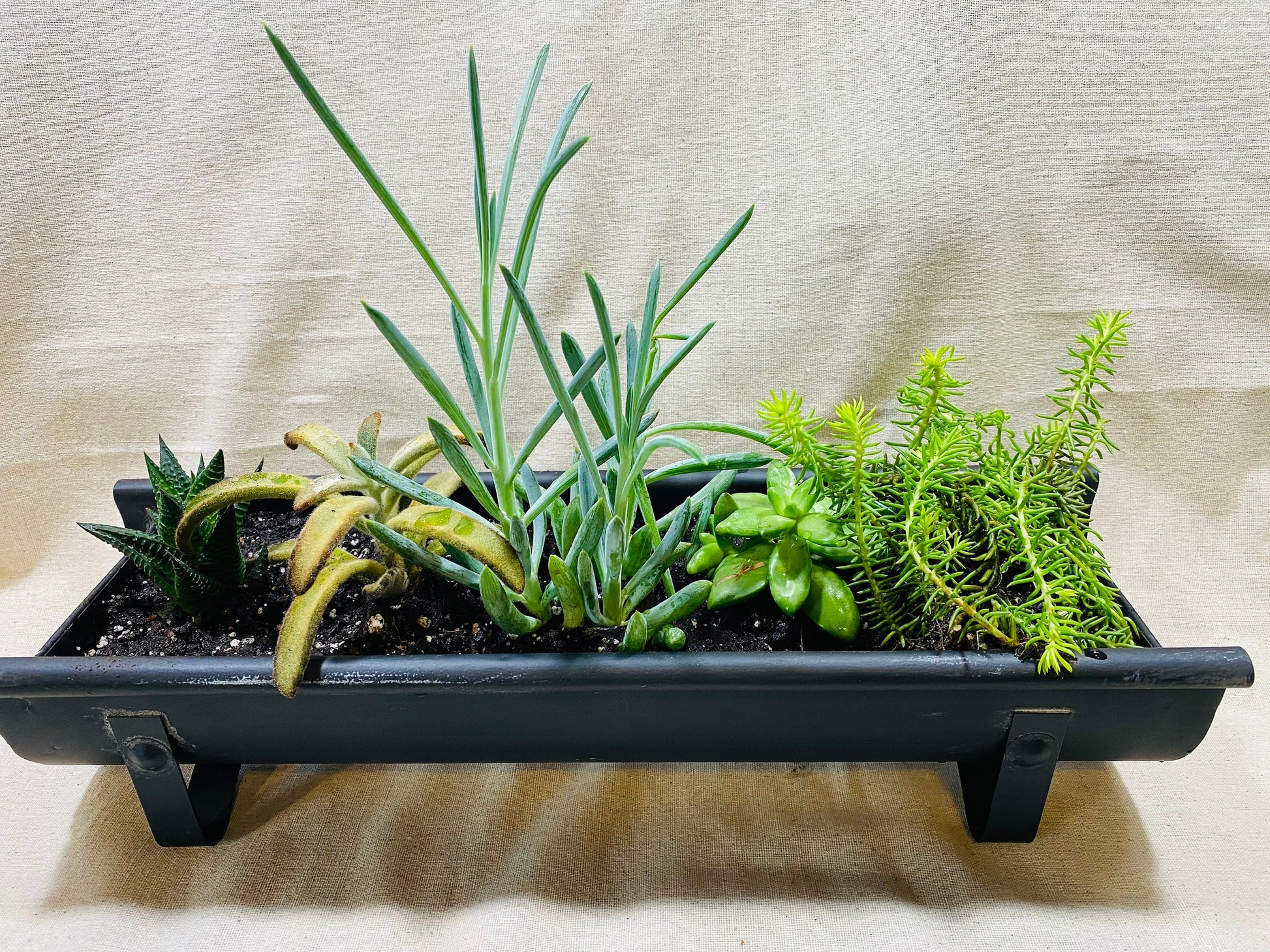 Metal Chicken Feed Planter Chicken Feed Trough Chicken Feed Succulent Planter Planter for Succulents Farmhouse Planter Seed Germinator