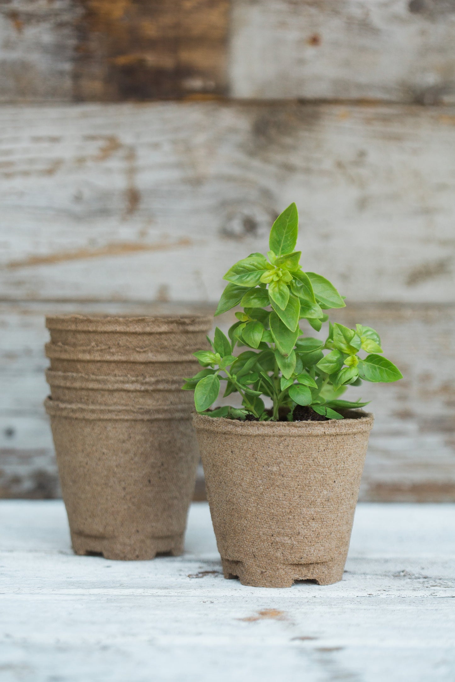 Indoor Edible Flower Garden Kit - Certified Organic Non GMO - Soil, Peat Pots, 5 Seeds Borage, Sunflower, Thai Basil, Dill, Nasturtium