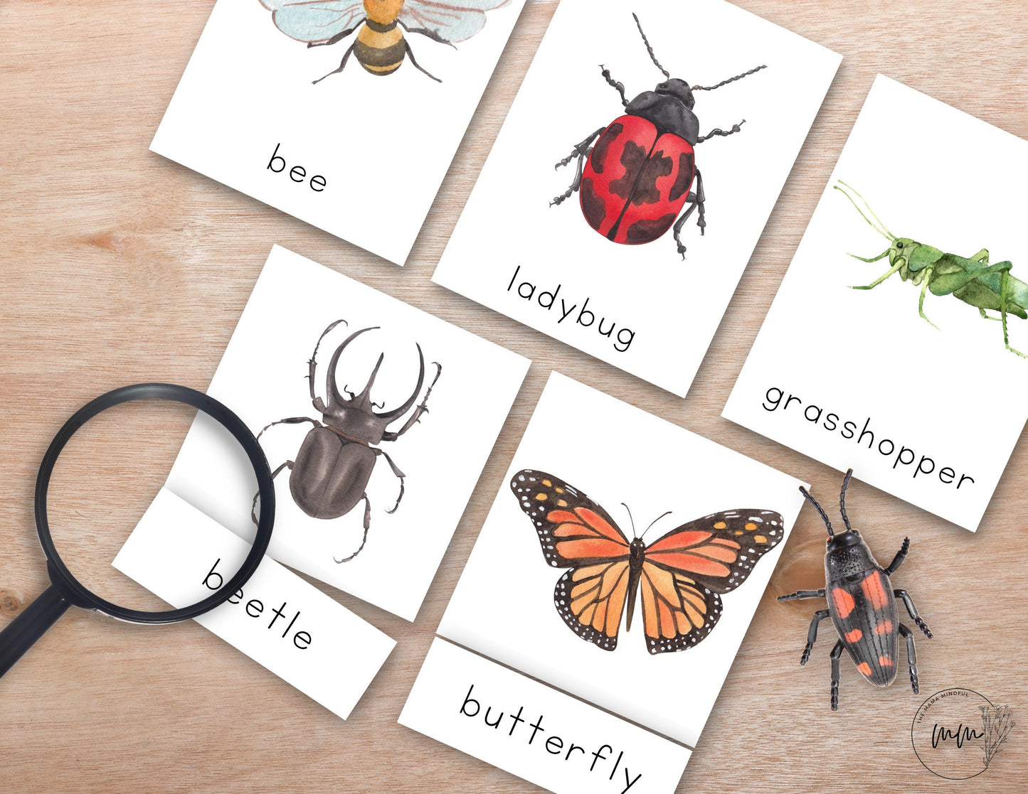 INSECT Nomenclature 3 Part Montessori Spring Flash Cards Printable PDF