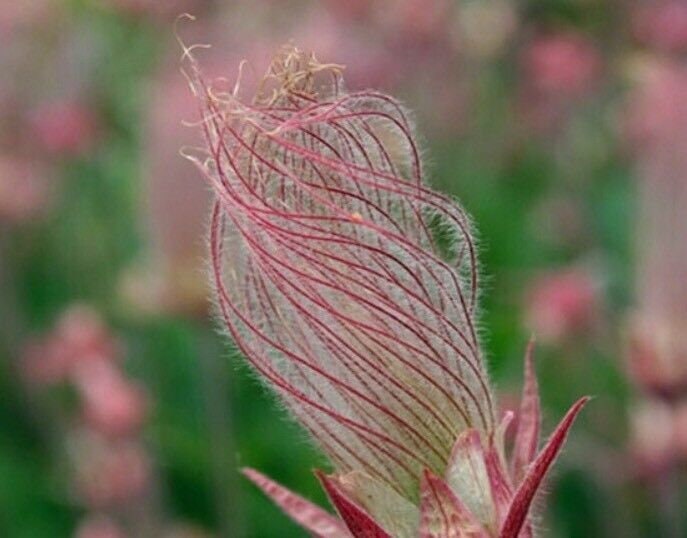 40 Seeds Prairie Smoke Seeds Bonsai Potted Rare Flower Seeds