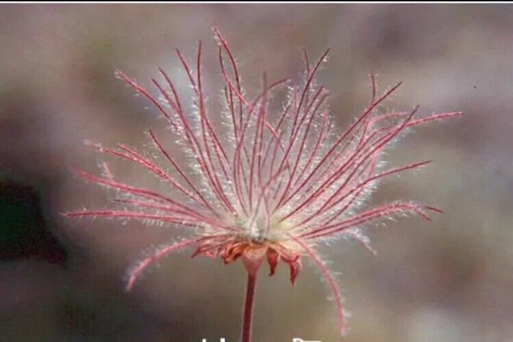 40 Seeds Prairie Smoke Seeds Bonsai Potted Rare Flower Seeds