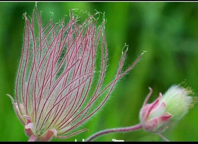 40 Seeds Prairie Smoke Seeds Bonsai Potted Rare Flower Seeds