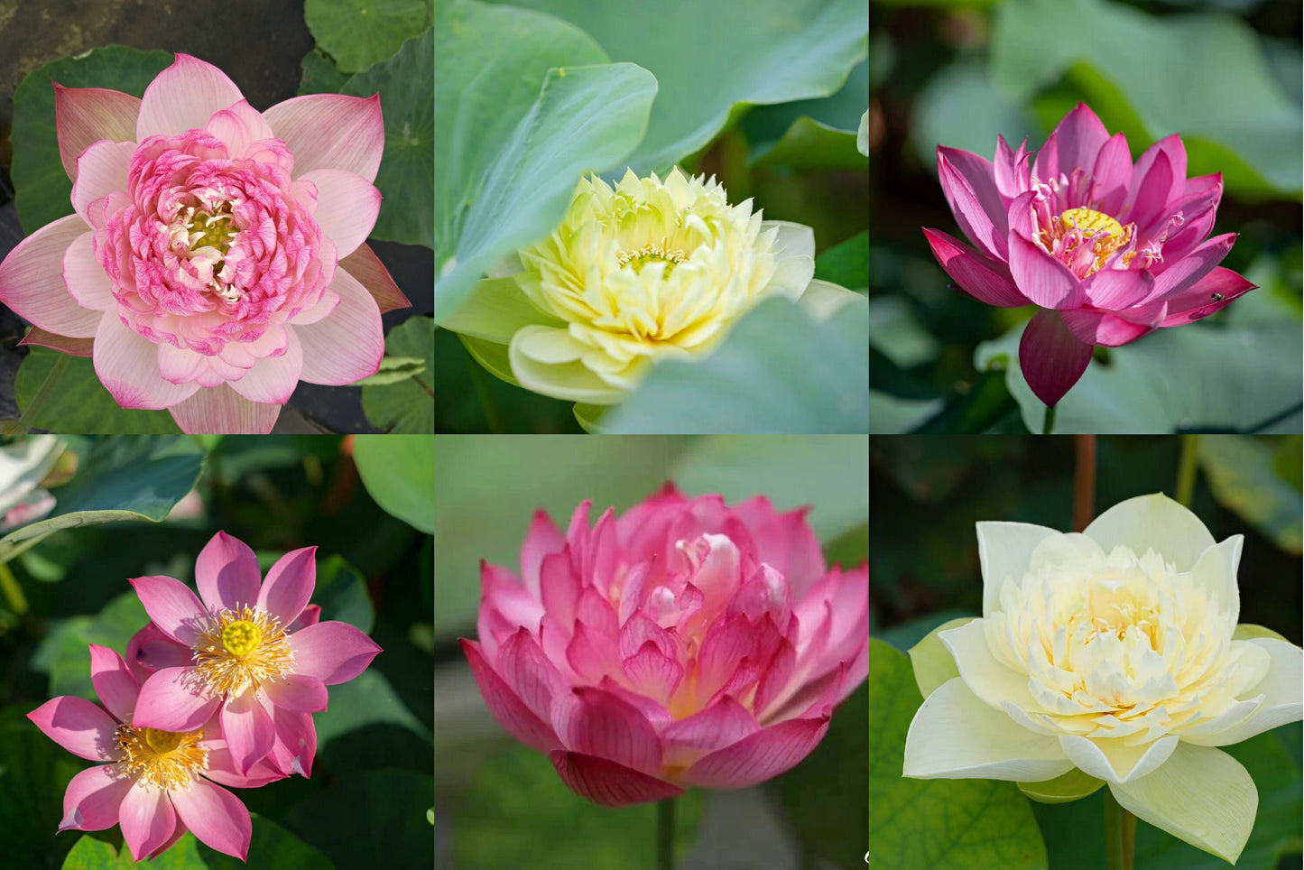 Mixed Mini Bonsai Lotus Seeds, Lotus Lily, Nelumbo Nucifera, Pond Lotus, Zen Gardens and Home Decor