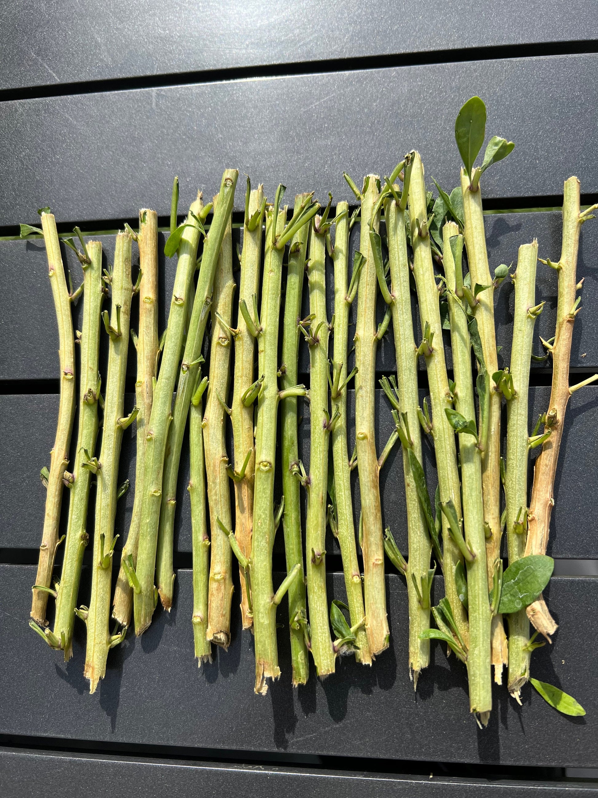 20 Goji leaves plant cuttings for propagation/ 枸杞菜
