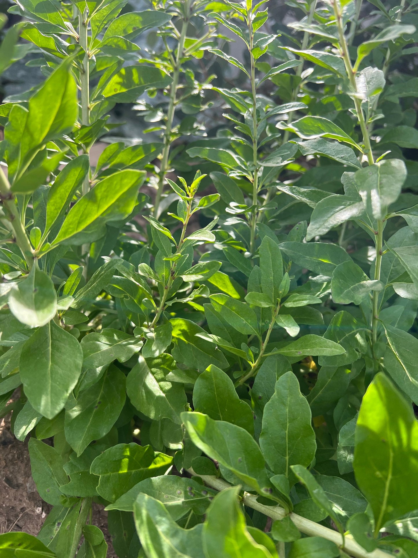 20 Goji leaves plant cuttings for propagation/ 枸杞菜