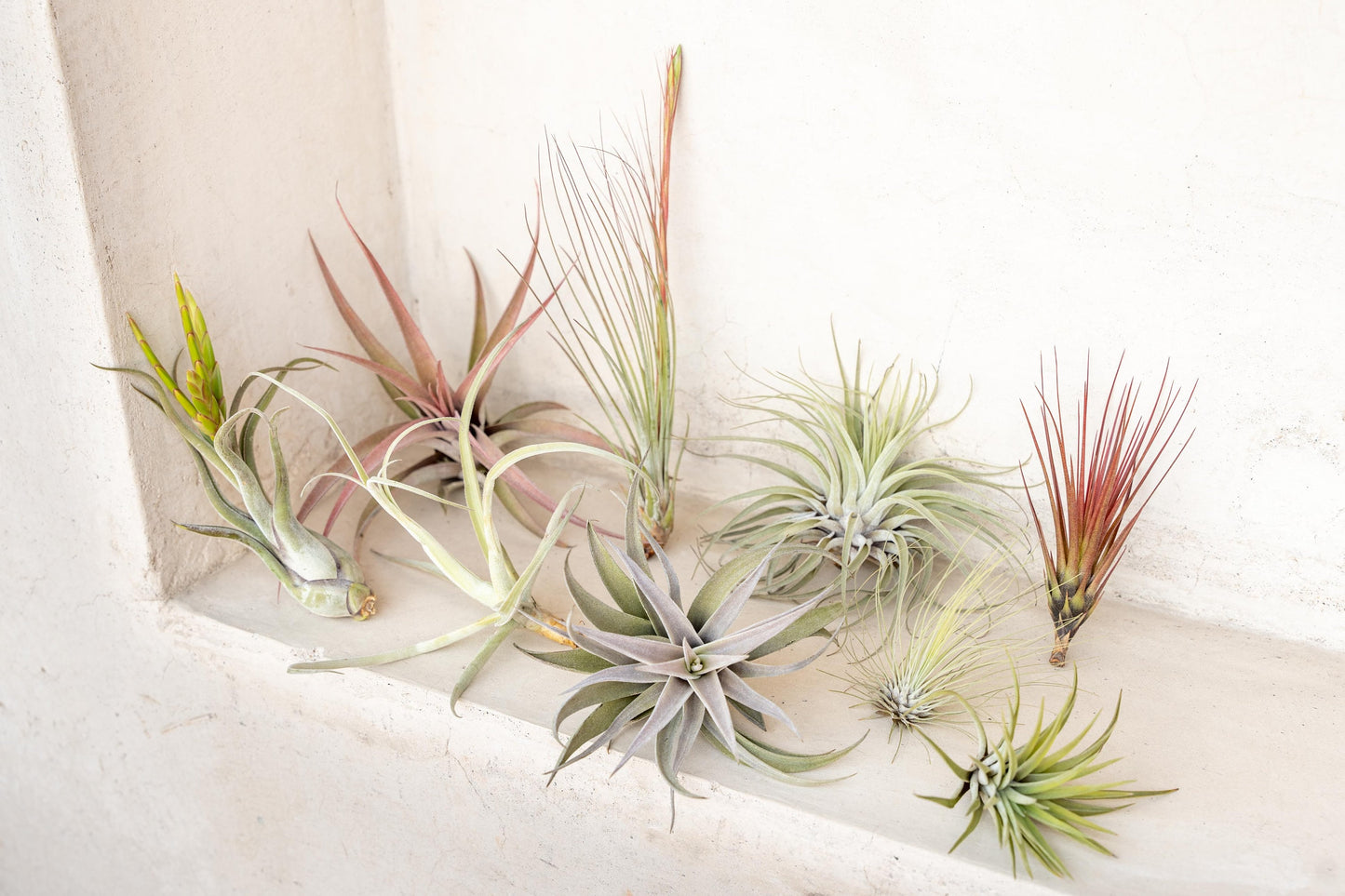 10 Pack Premium Grab Bag of Medium + Large Air Plants + Fertilizer Packet - 30 Day Guarantee - Beautiful When They Bloom - FAST SHIPPING