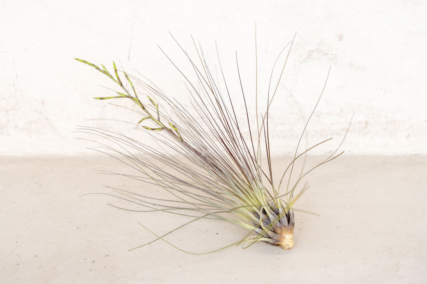 10 Pack Premium Grab Bag of Medium + Large Air Plants + Fertilizer Packet - 30 Day Guarantee - Beautiful When They Bloom - FAST SHIPPING