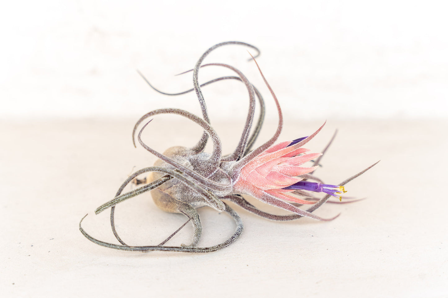 10 Pack Premium Grab Bag of Medium + Large Air Plants + Fertilizer Packet - 30 Day Guarantee - Beautiful When They Bloom - FAST SHIPPING