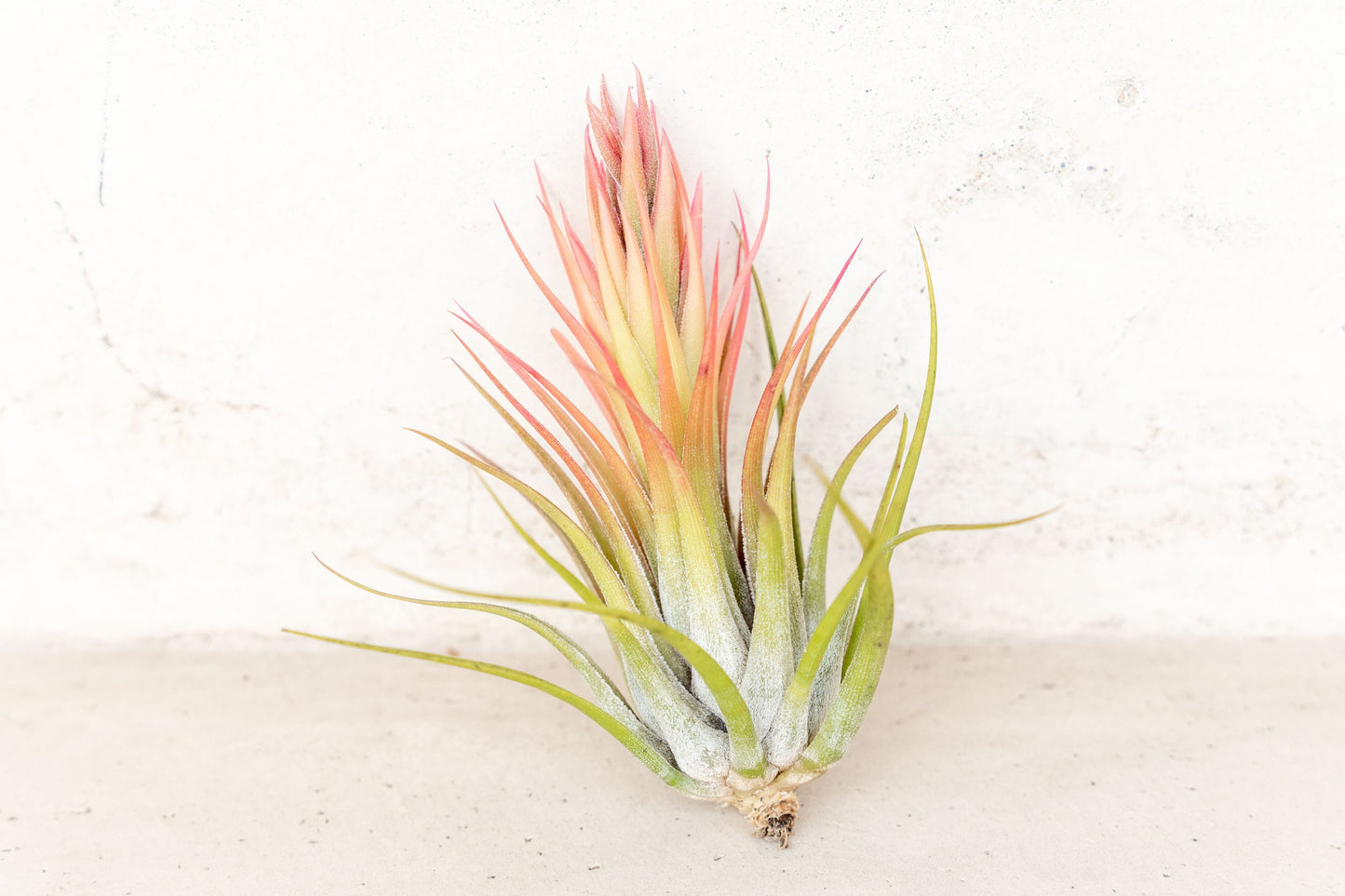 10 Pack Premium Grab Bag of Medium + Large Air Plants + Fertilizer Packet - 30 Day Guarantee - Beautiful When They Bloom - FAST SHIPPING