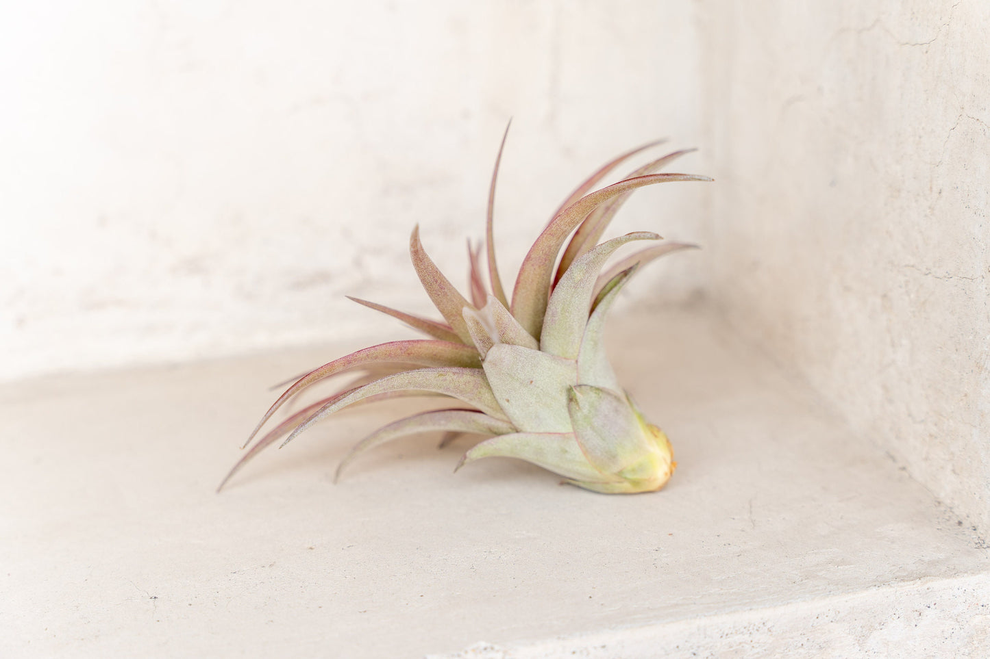 10 Pack Premium Grab Bag of Medium + Large Air Plants + Fertilizer Packet - 30 Day Guarantee - Beautiful When They Bloom - FAST SHIPPING