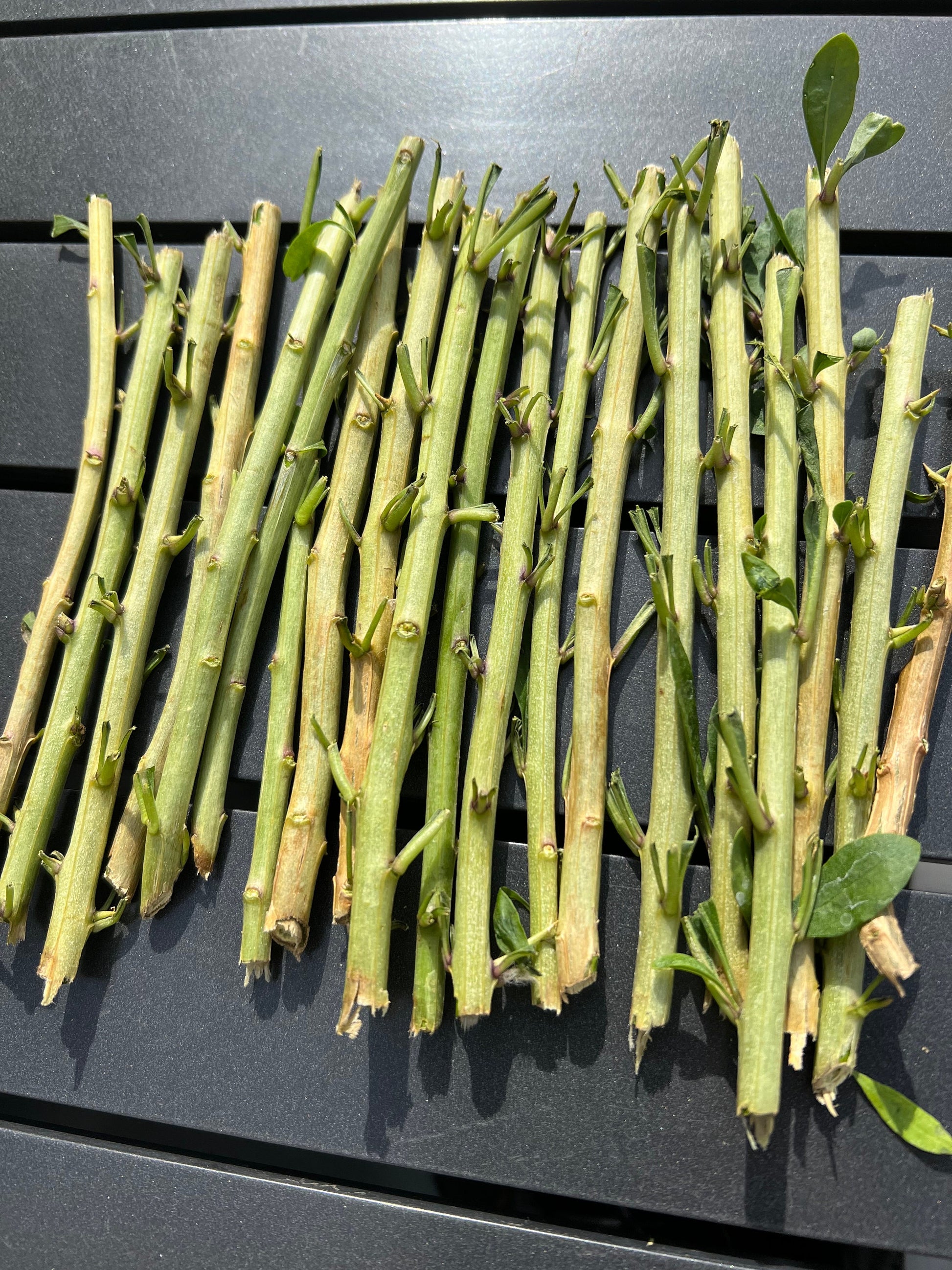 20 Goji leaves plant cuttings for propagation/ 枸杞菜