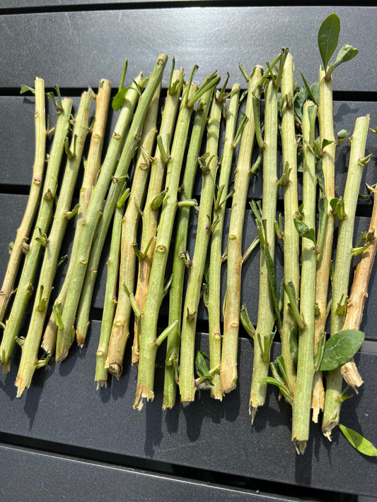 20 Goji leaves plant cuttings for propagation/ 枸杞菜