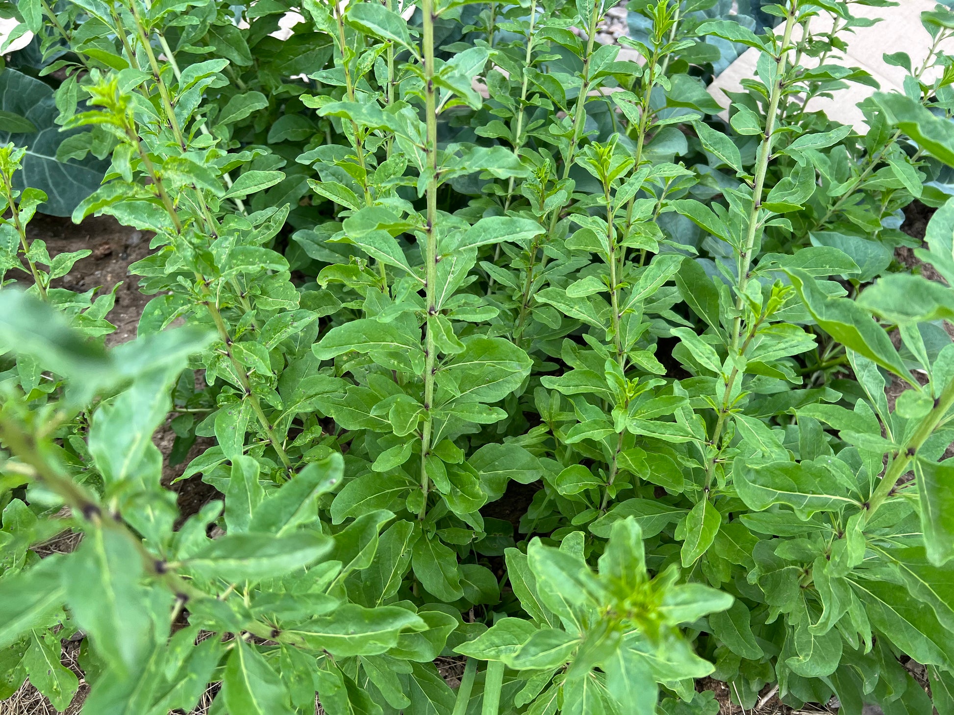 20 Goji leaves plant cuttings for propagation/ 枸杞菜