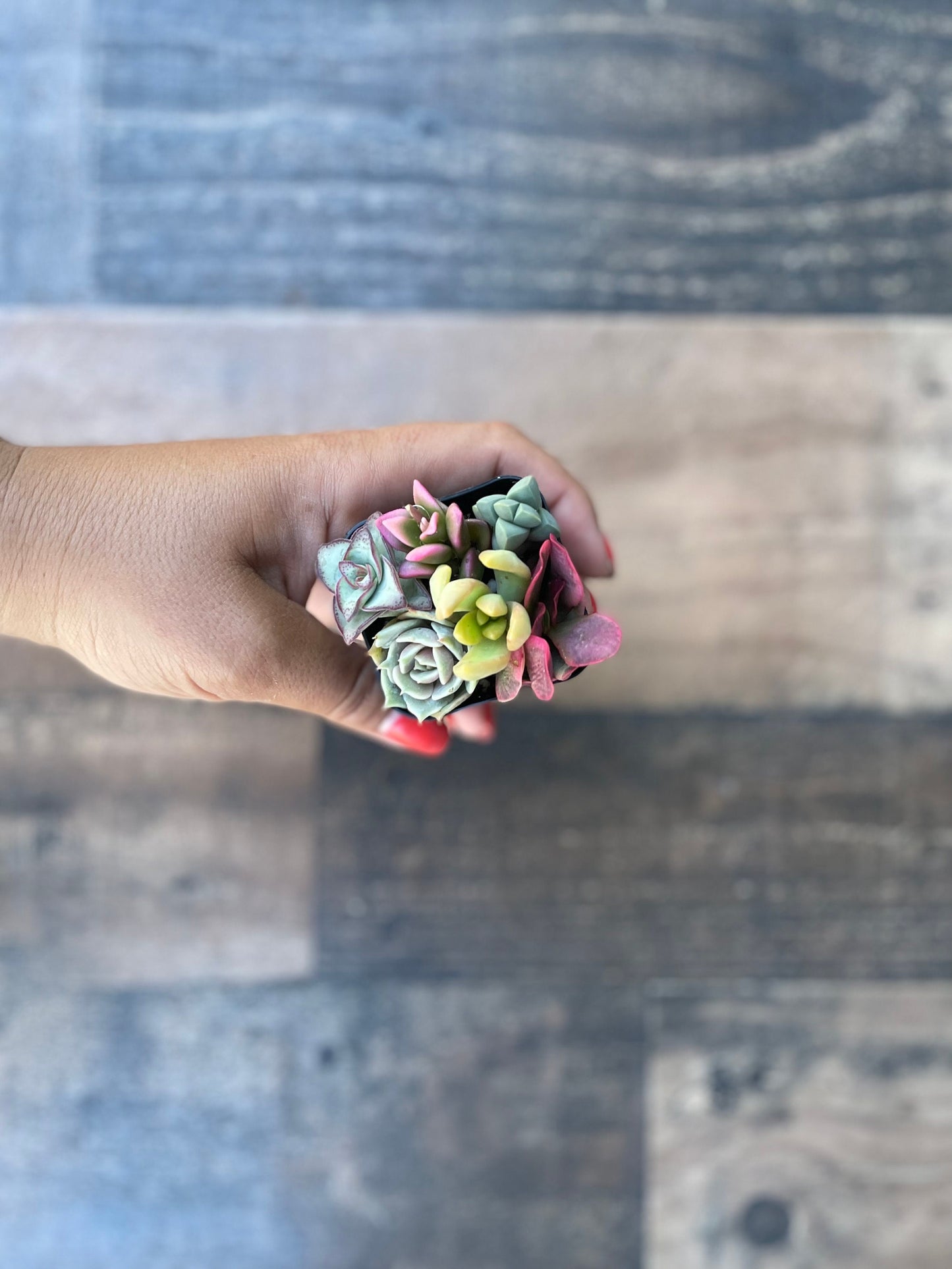 Fairy Farts - Live Micro Succulent Garden in 2 inch Pot