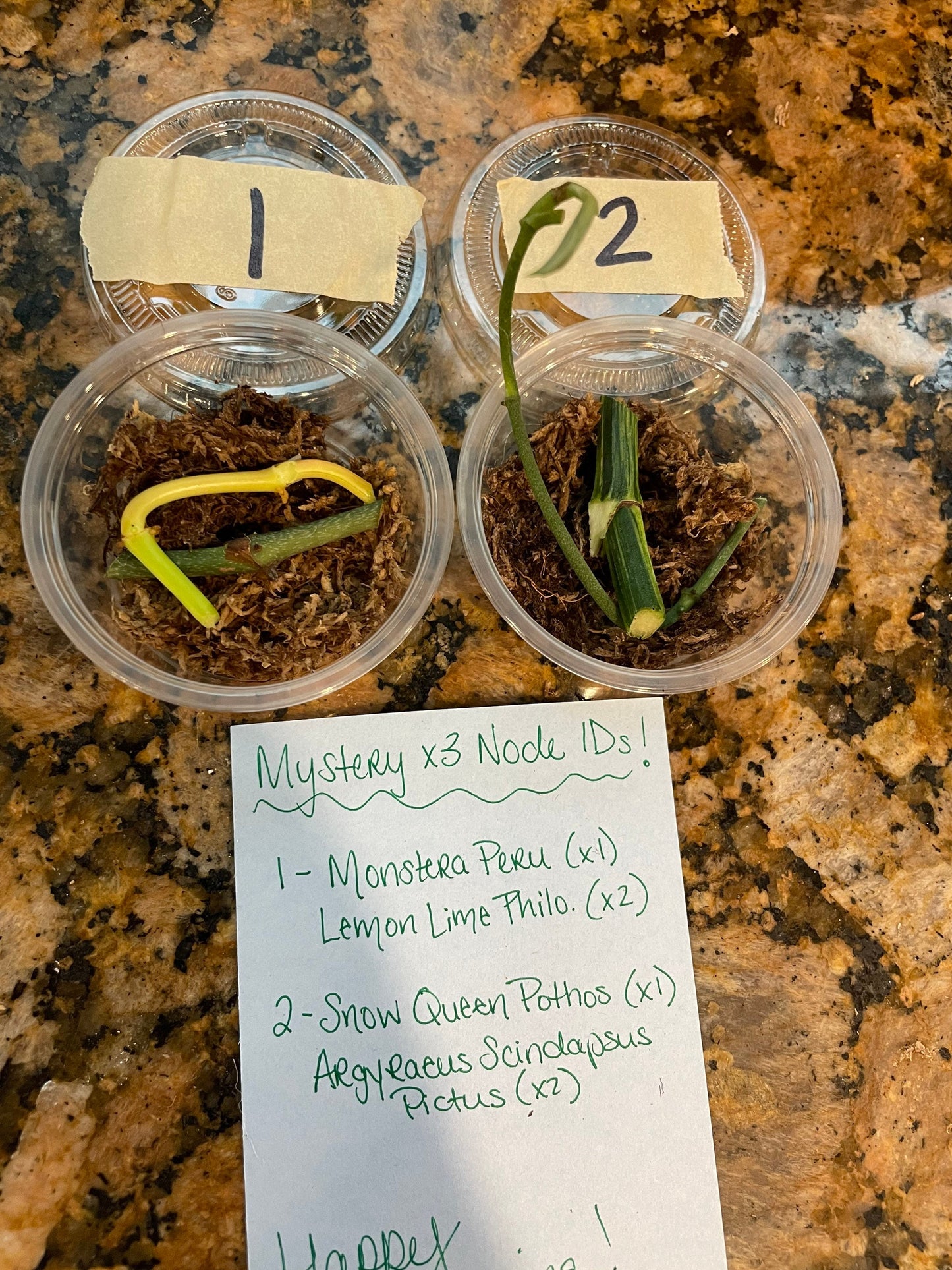 Mystery Node Bundle Pack | Sets of 3, 5, 10 or 12 | No Golden Pothos in any box!!