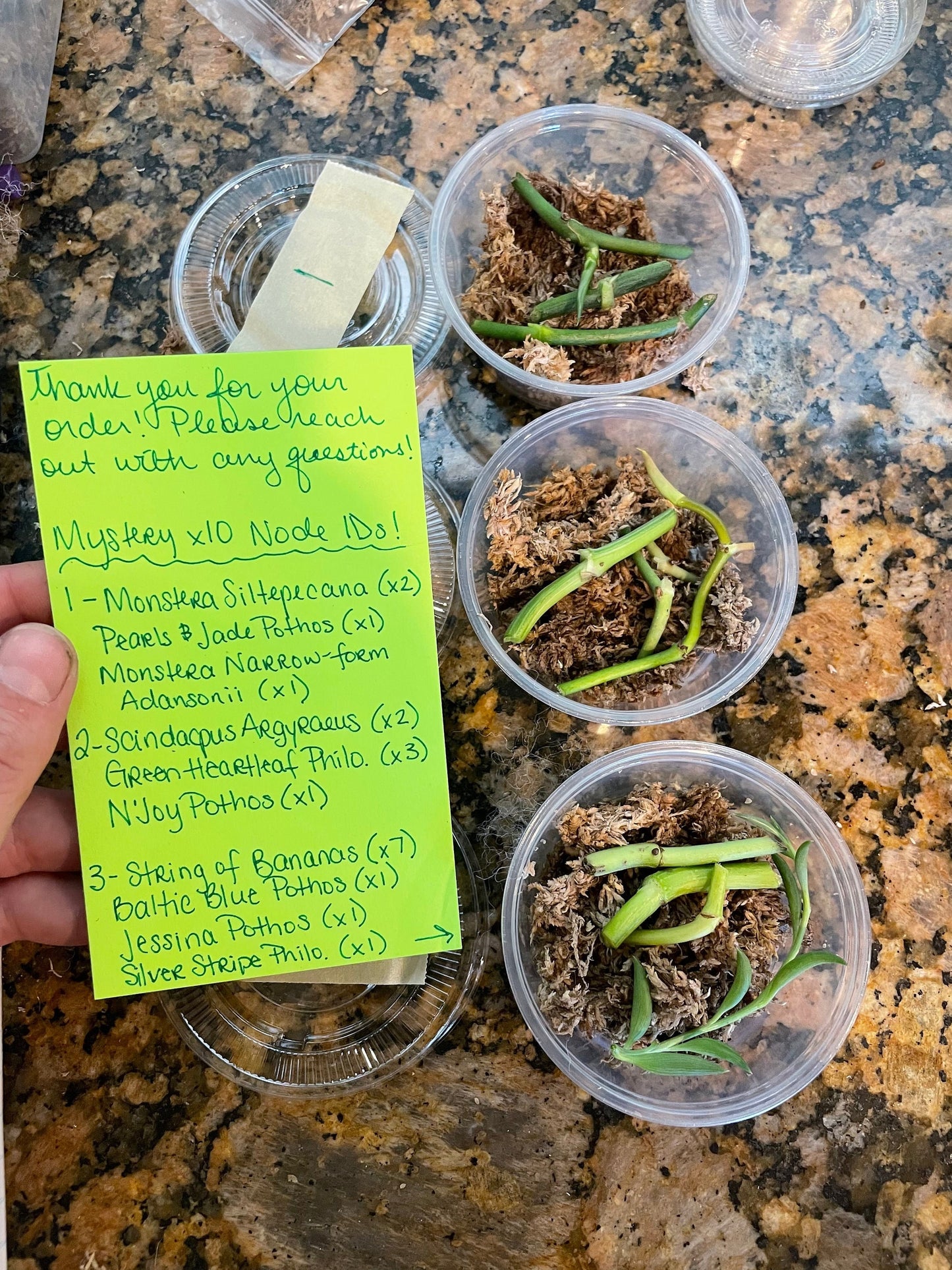 Mystery Node Bundle Pack | Sets of 3, 5, 10 or 12 | No Golden Pothos in any box!!