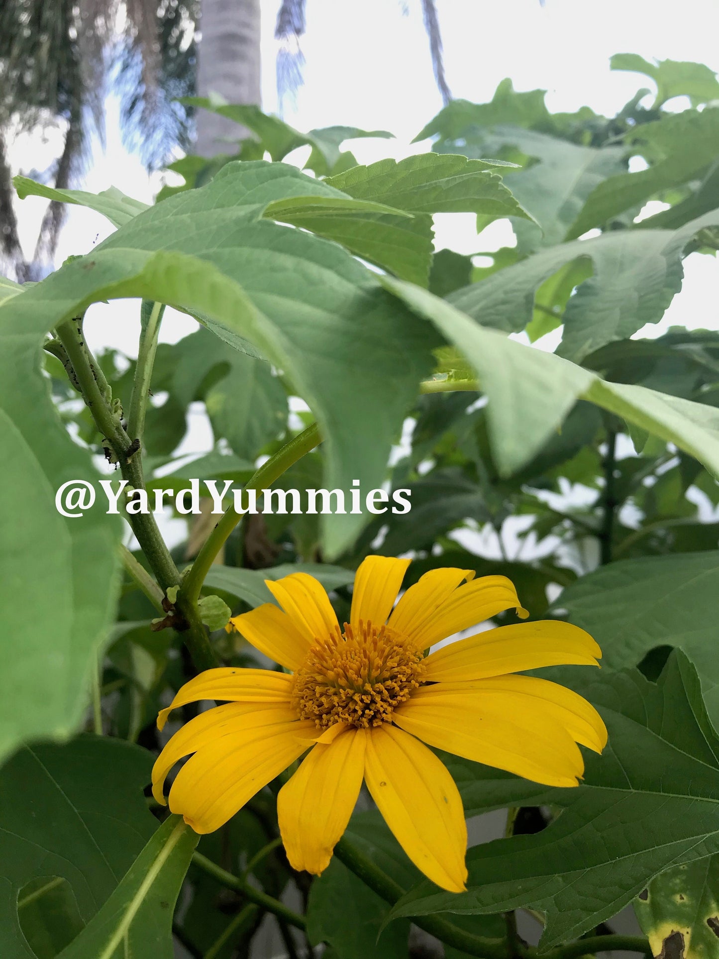 Mexican Sunflower Cuttings (Unrooted)- Thinoia diversolia- Yellow Flower- Permaculture Chop & Drop