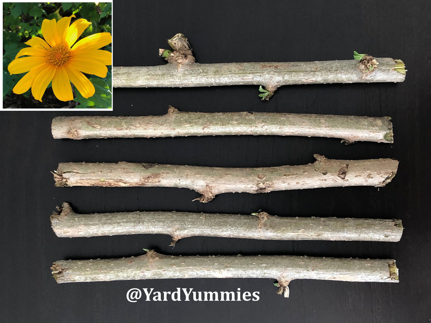 Mexican Sunflower Cuttings (Unrooted)- Thinoia diversolia- Yellow Flower- Permaculture Chop & Drop