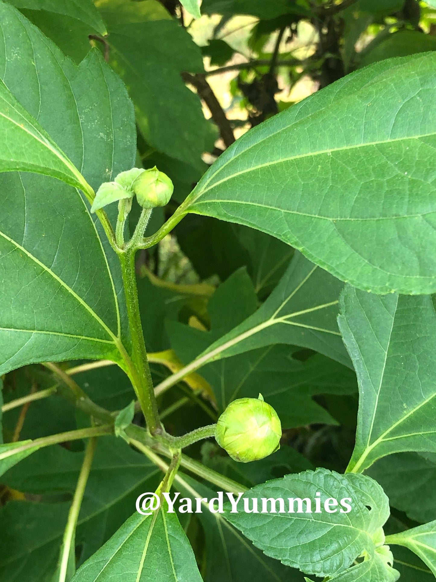 Mexican Sunflower Cuttings (Unrooted)- Thinoia diversolia- Yellow Flower- Permaculture Chop & Drop