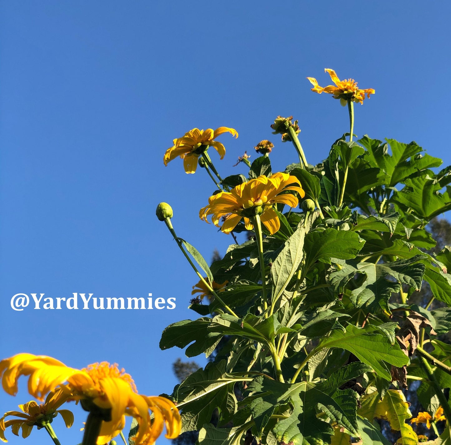 Mexican Sunflower Cuttings (Unrooted)- Thinoia diversolia- Yellow Flower- Permaculture Chop & Drop