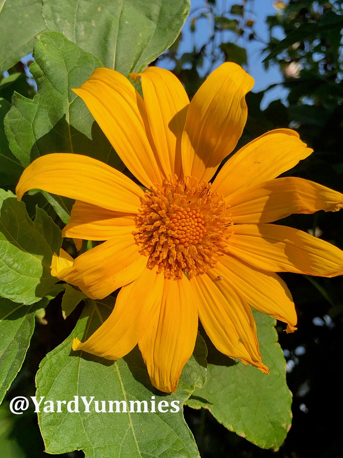 Mexican Sunflower Cuttings (Unrooted)- Thinoia diversolia- Yellow Flower- Permaculture Chop & Drop