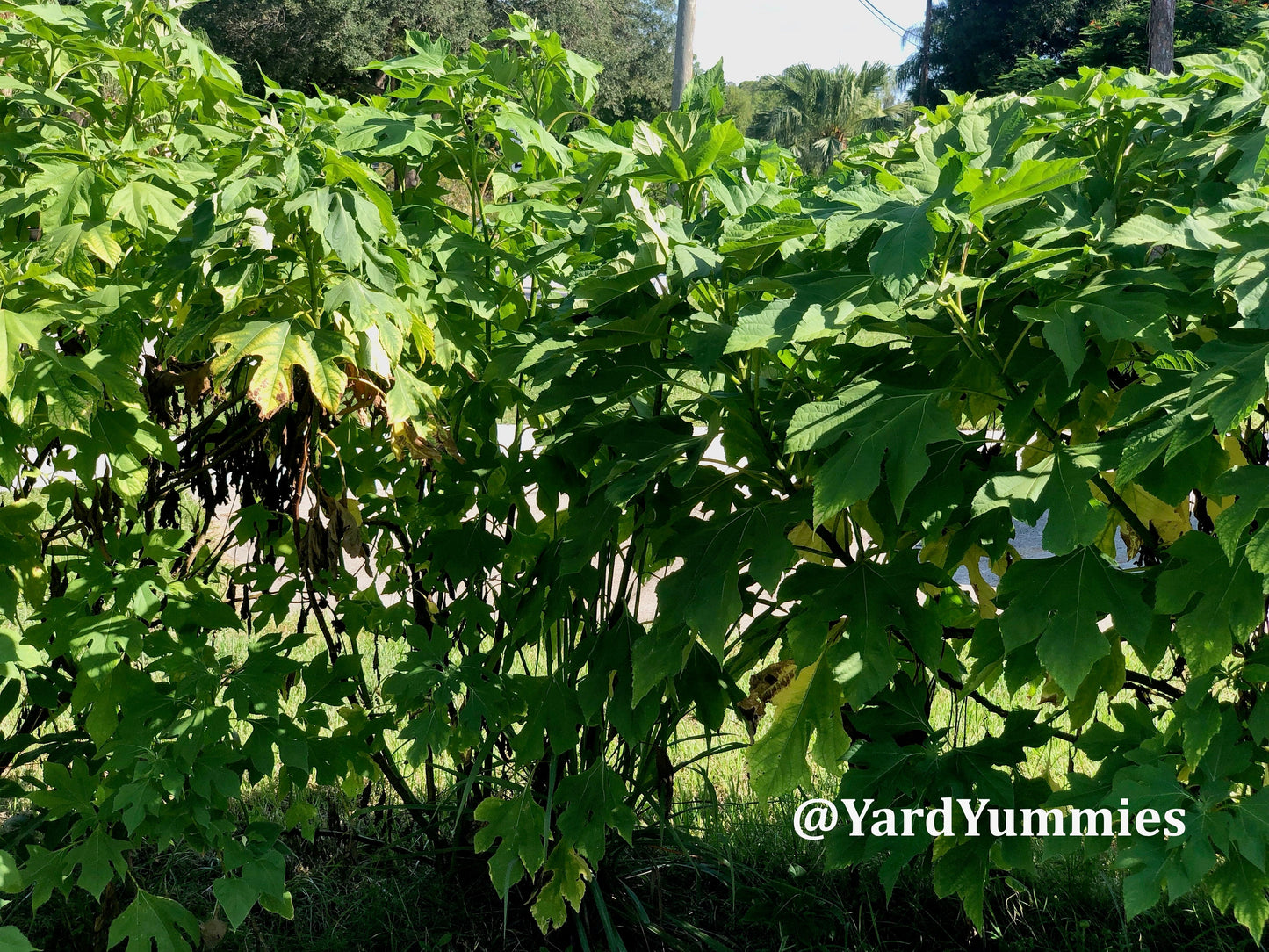 Mexican Sunflower Cuttings (Unrooted)- Thinoia diversolia- Yellow Flower- Permaculture Chop & Drop