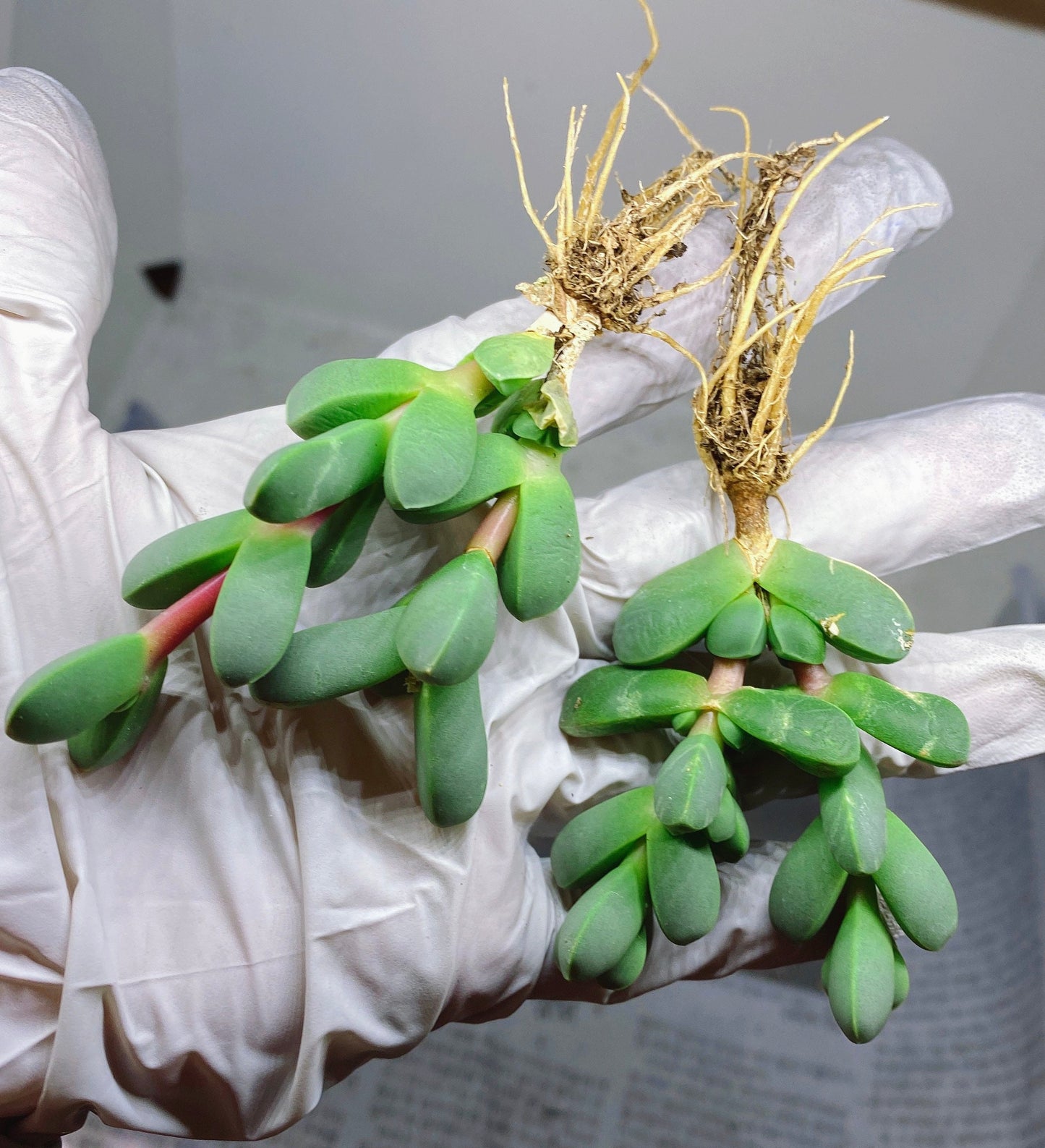 Rare Succulent: Cool beautiful succulent Astridia velutina string live plant houseplant bonsai favorite NO POT