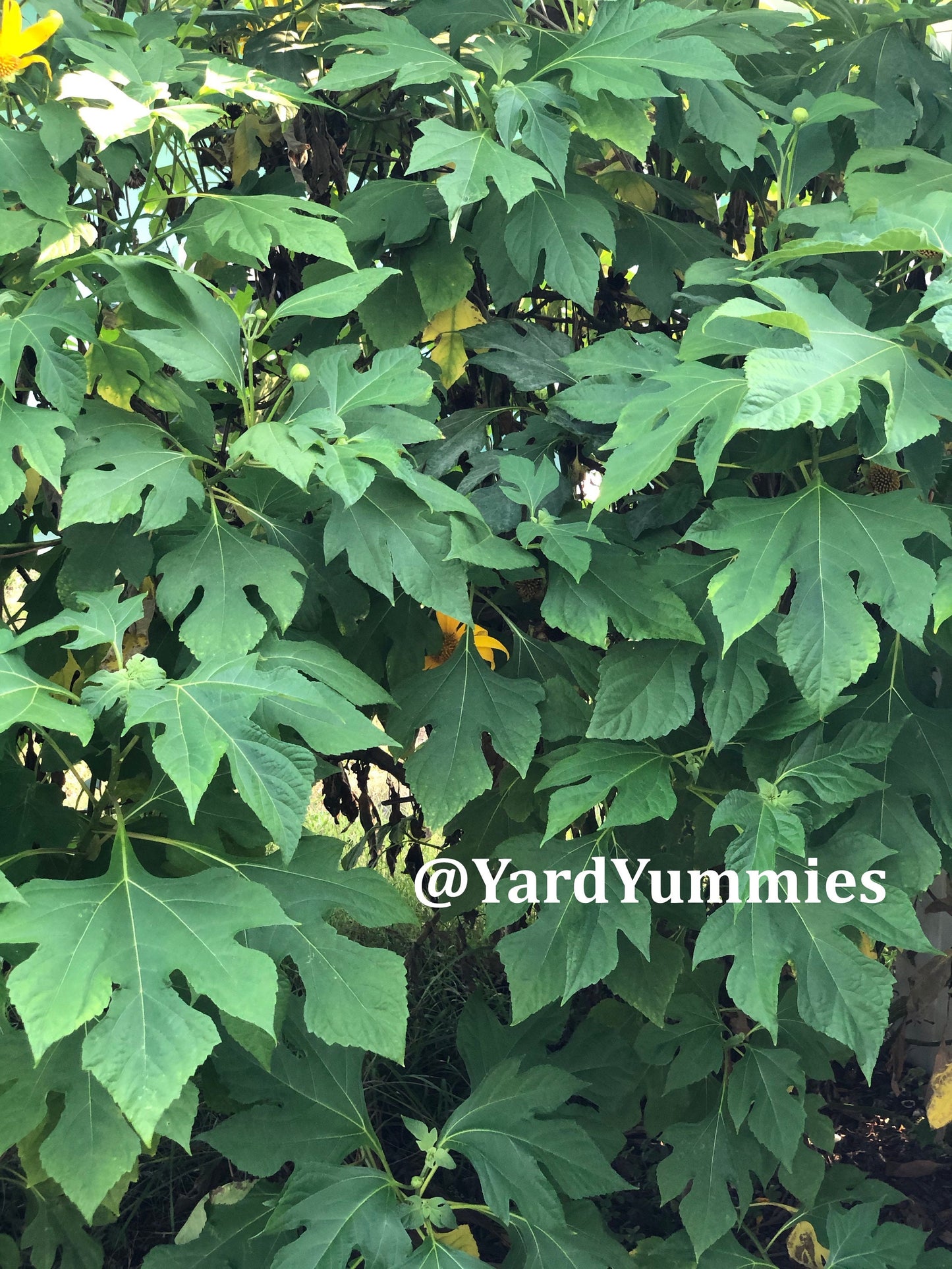 Mexican Sunflower Cuttings (Unrooted)- Thinoia diversolia- Yellow Flower- Permaculture Chop & Drop