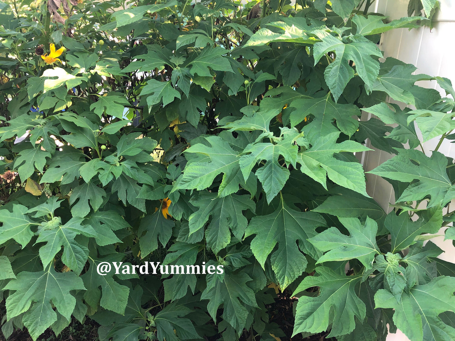 Mexican Sunflower Cuttings (Unrooted)- Thinoia diversolia- Yellow Flower- Permaculture Chop & Drop