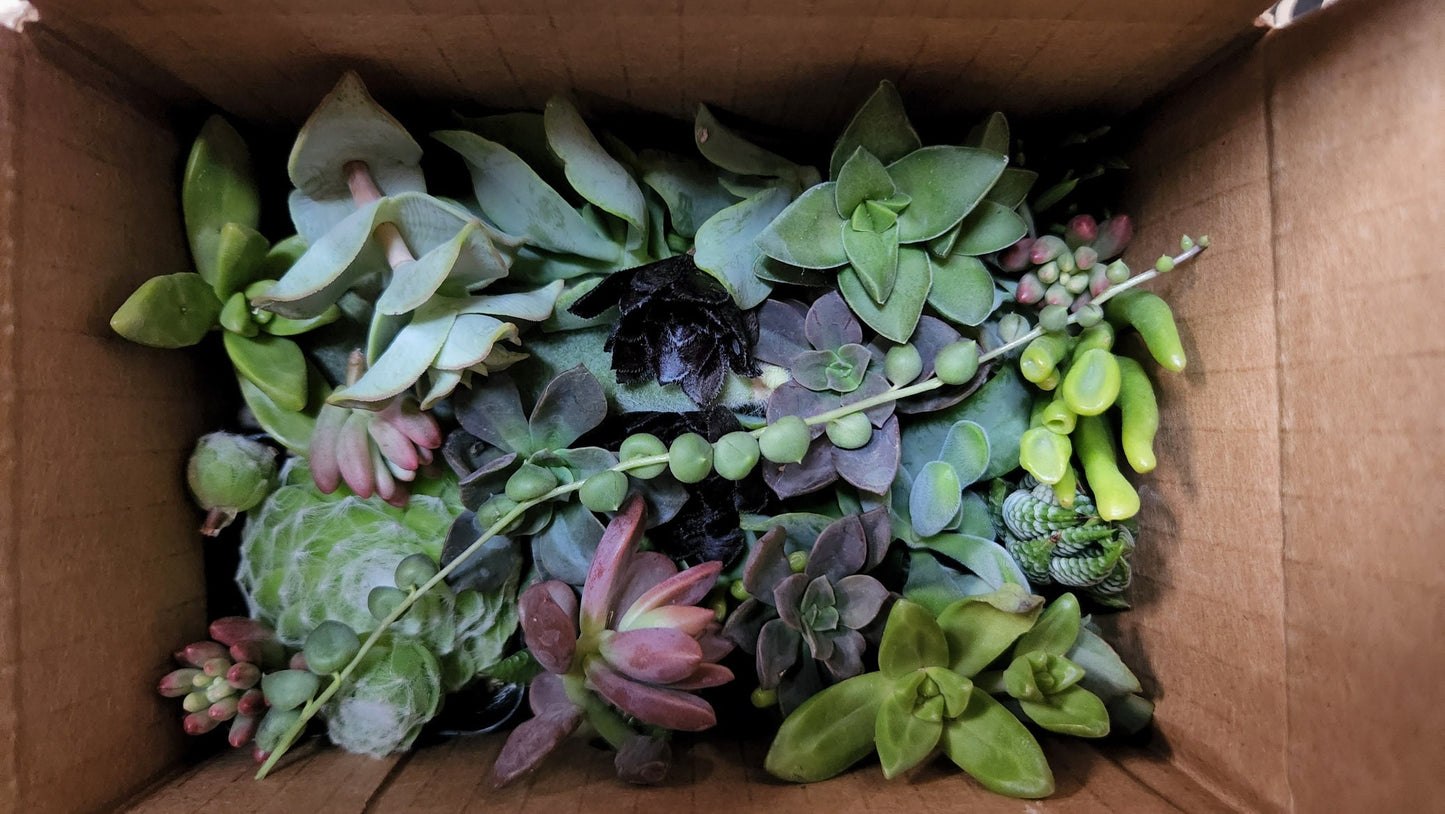 20 assorted succulent cuttings 40+ varieties possible