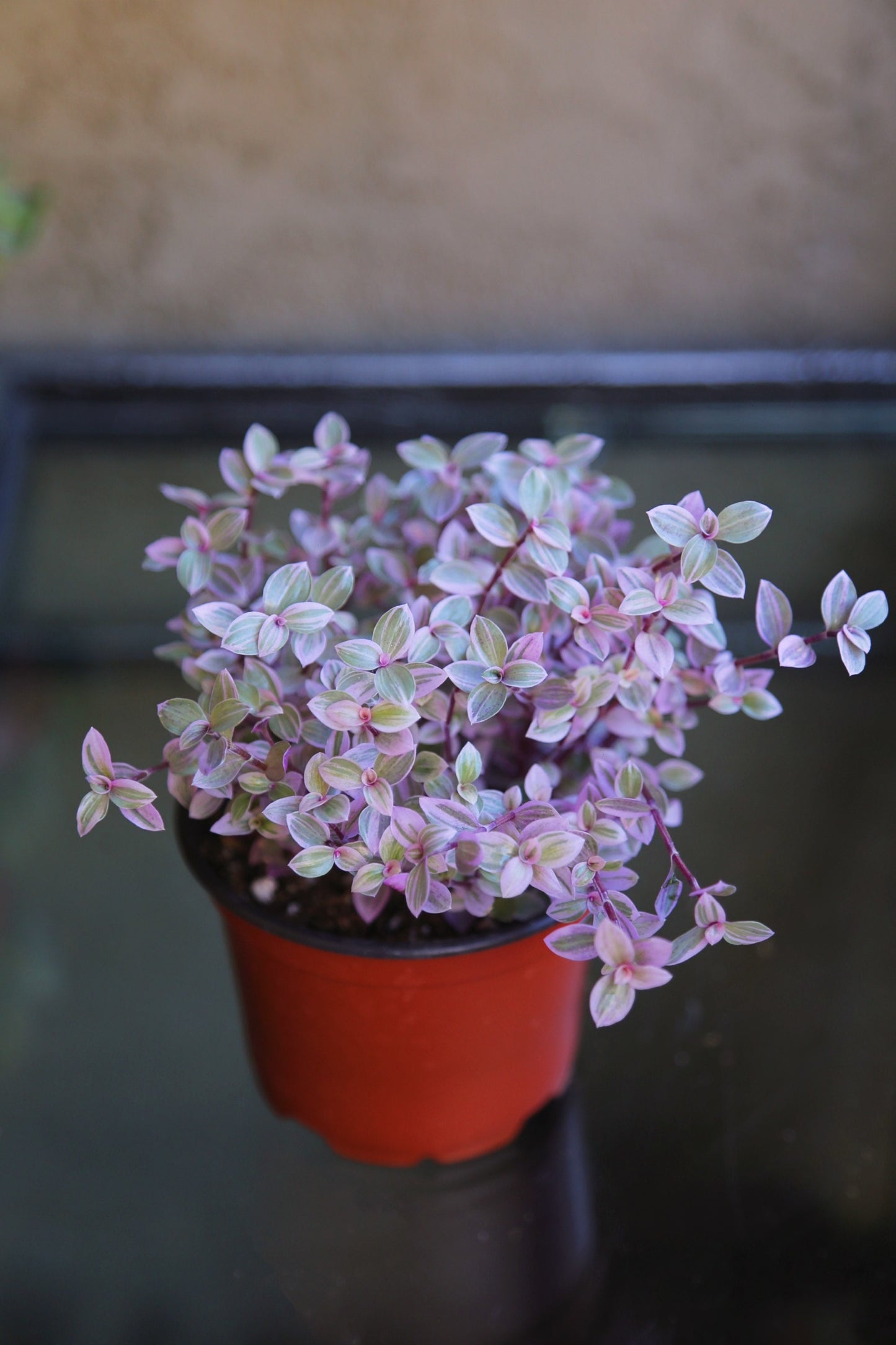 Pink Panther - Pink Lady - Bolivian Jewel - Callisia repens - Wandering Jew Plant 2" 4" 6” Ship with Pot