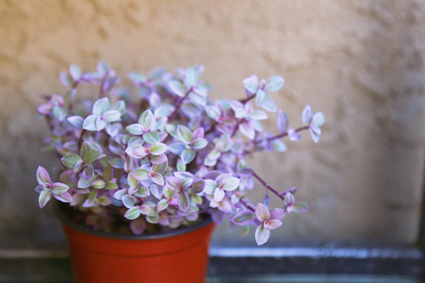 Pink Panther - Pink Lady - Bolivian Jewel - Callisia repens - Wandering Jew Plant 2" 4" 6” Ship with Pot
