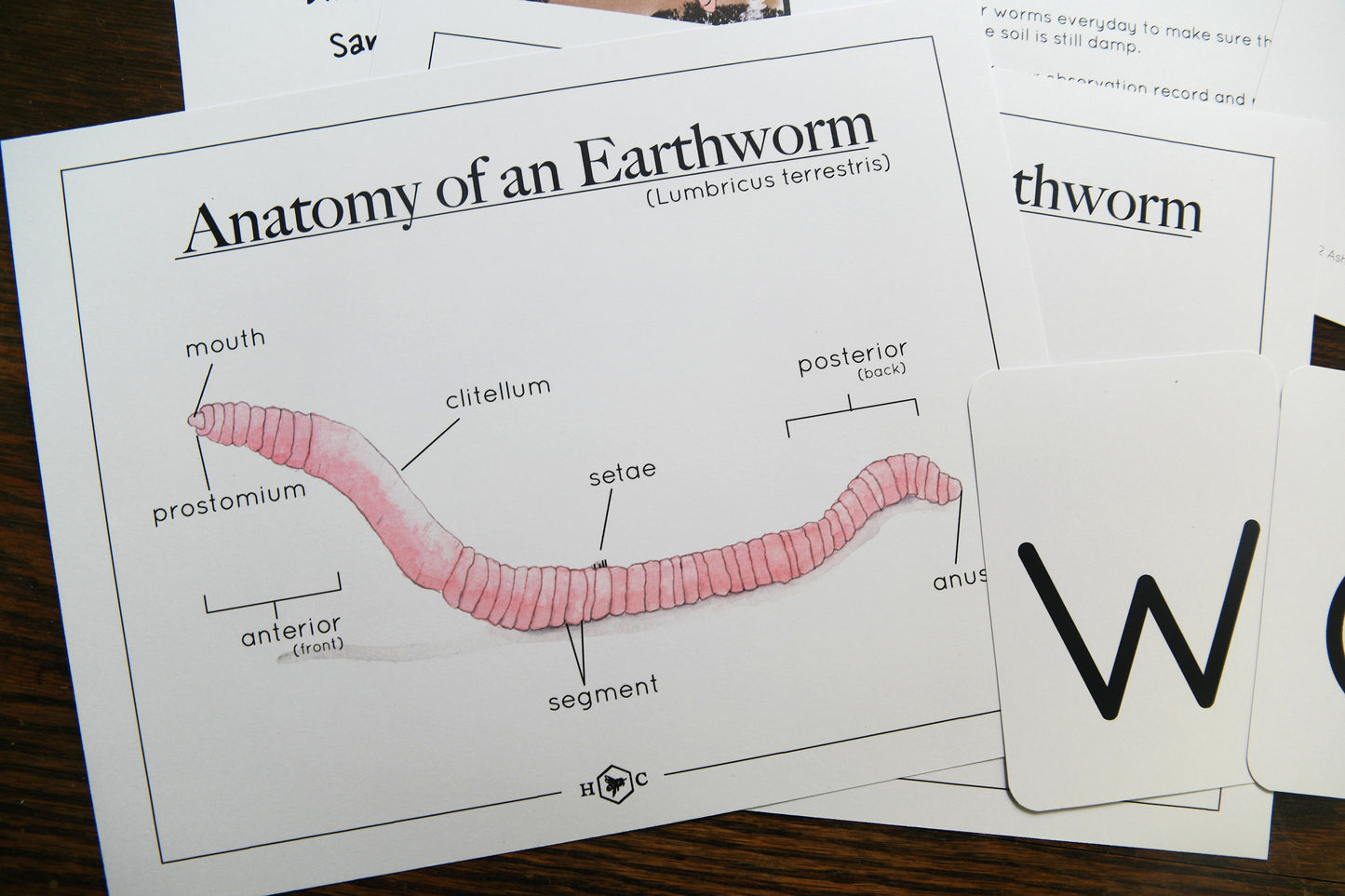 Anatomy of a Worm and Wormery activity with record | Charlotte Mason Nature Educational Printable