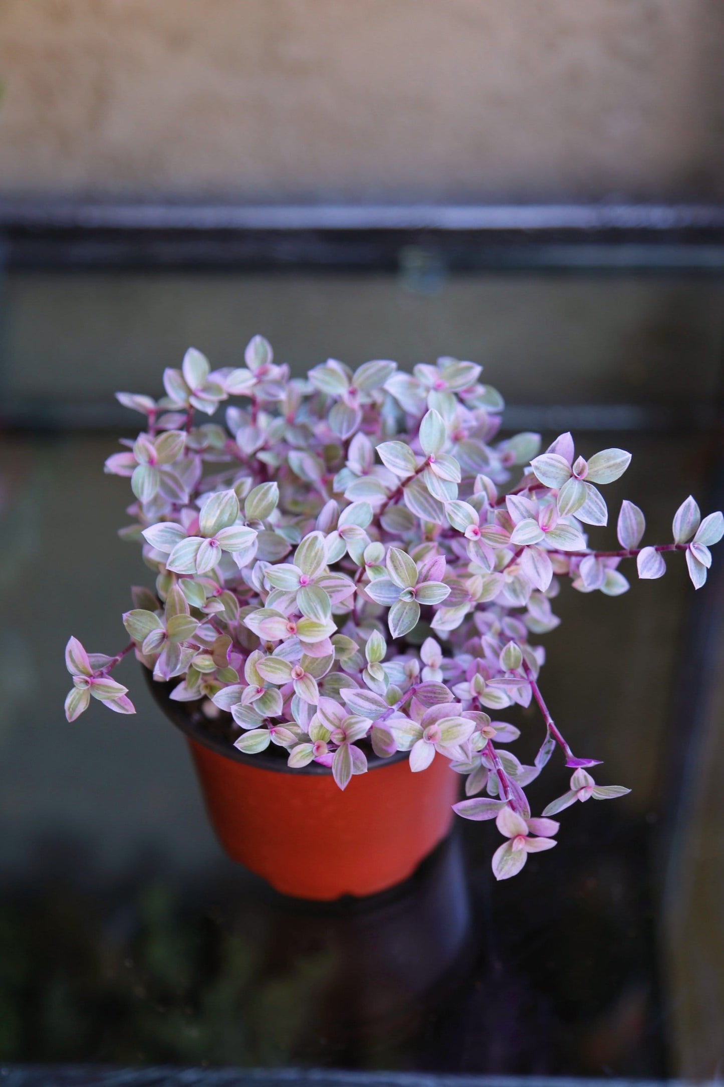 Pink Panther - Pink Lady - Bolivian Jewel - Callisia repens - Wandering Jew Plant 2" 4" 6” Ship with Pot
