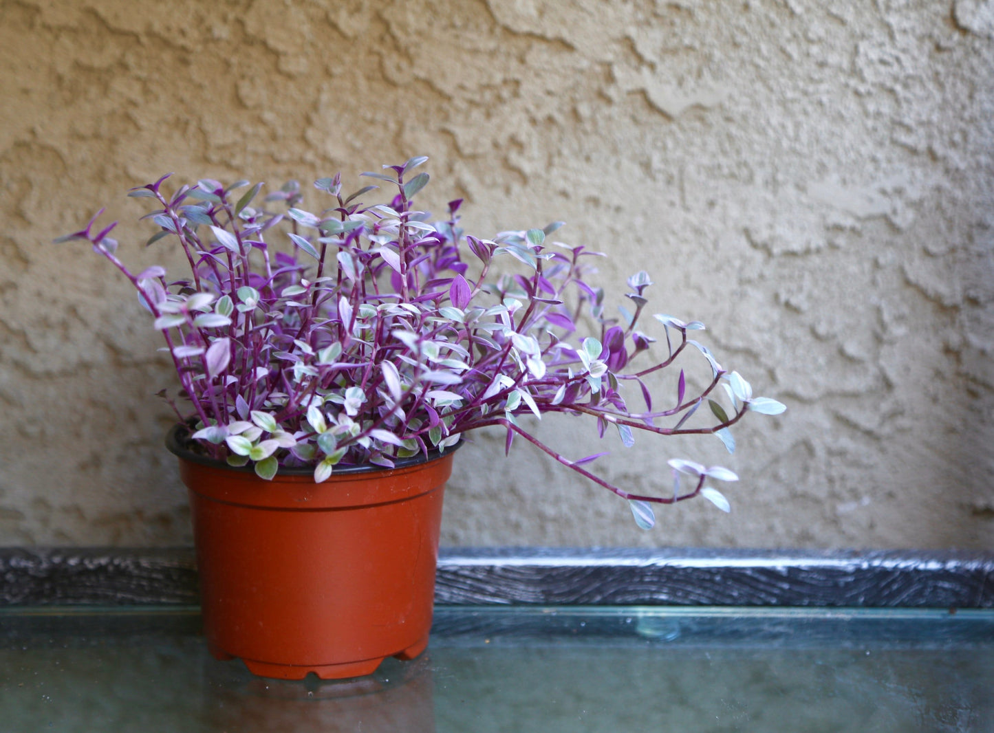 Pink Panther - Pink Lady - Bolivian Jewel - Callisia repens - Wandering Jew Plant 2" 4" 6” Ship with Pot