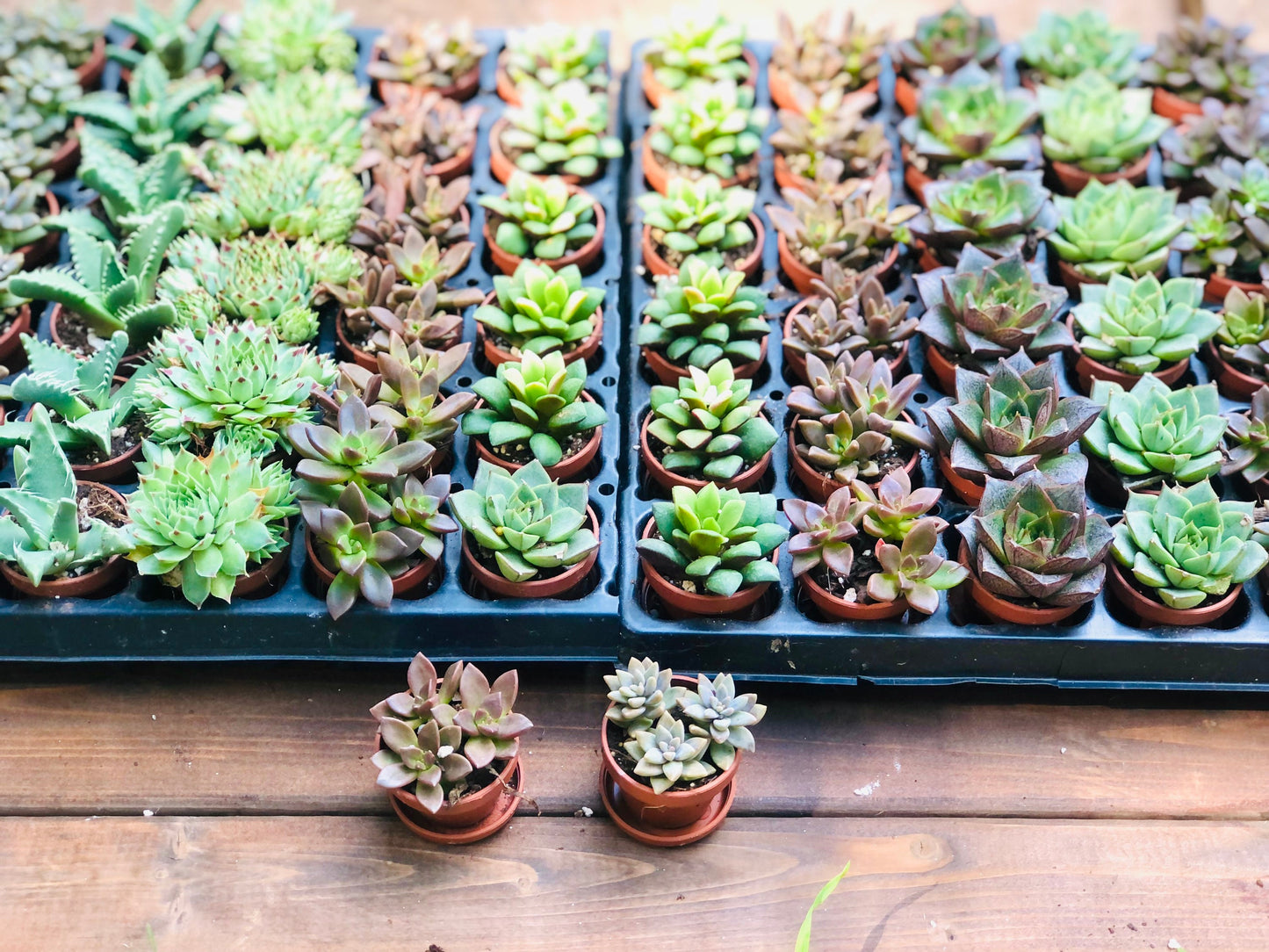 Mini Succulent Collection, 4 Mini Fairy Garden/Terrarium Plants, 1" Plants in pots + Saucers, Succulent Favors, Live Mini Succulents