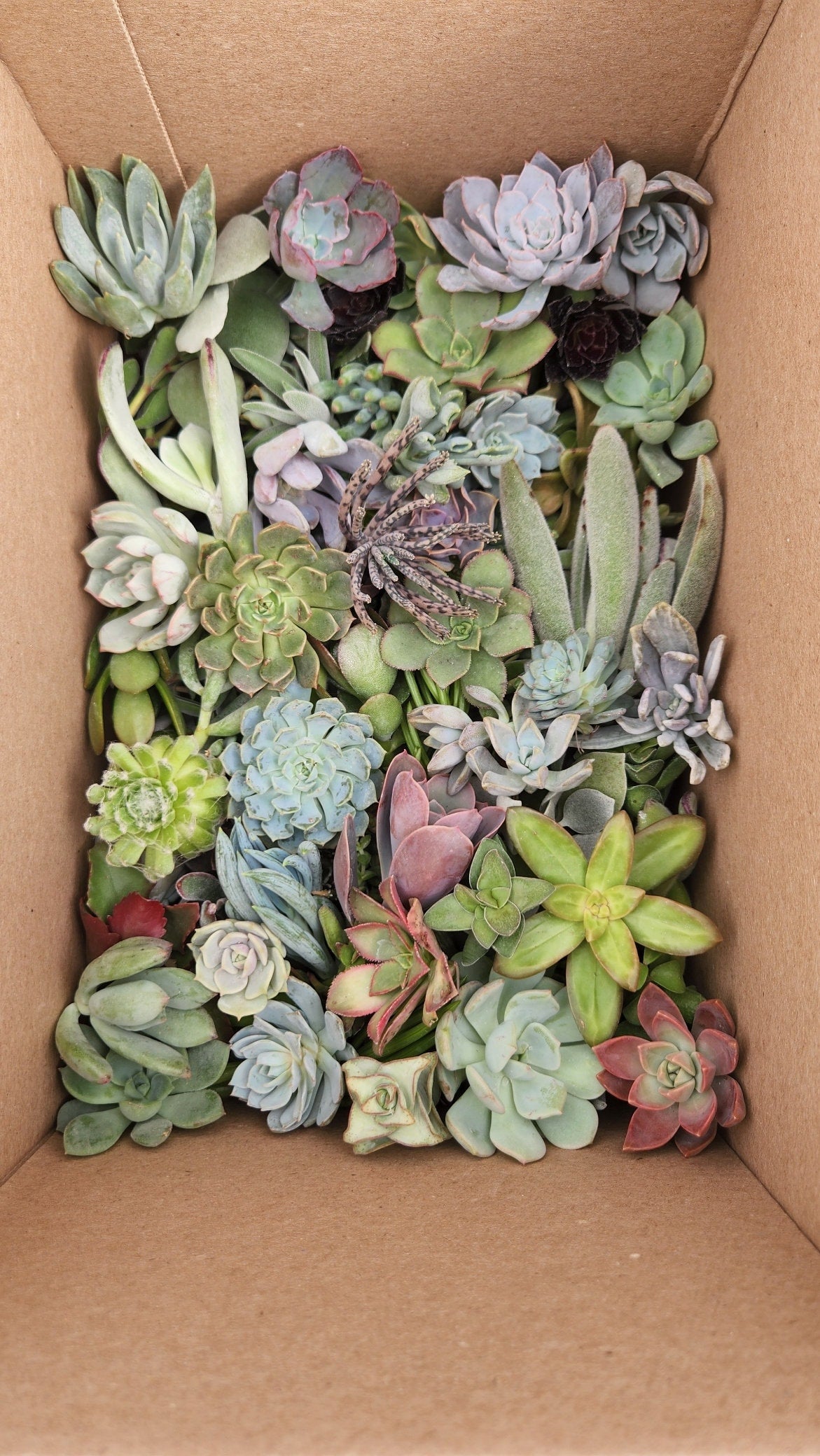 20 assorted succulent cuttings 40+ varieties possible