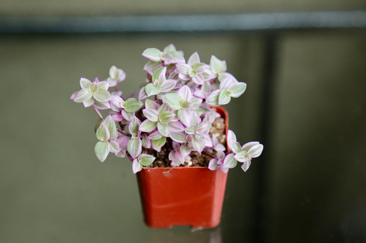 Pink Panther - Pink Lady - Bolivian Jewel - Callisia repens - Wandering Jew Plant 2" 4" 6” Ship with Pot