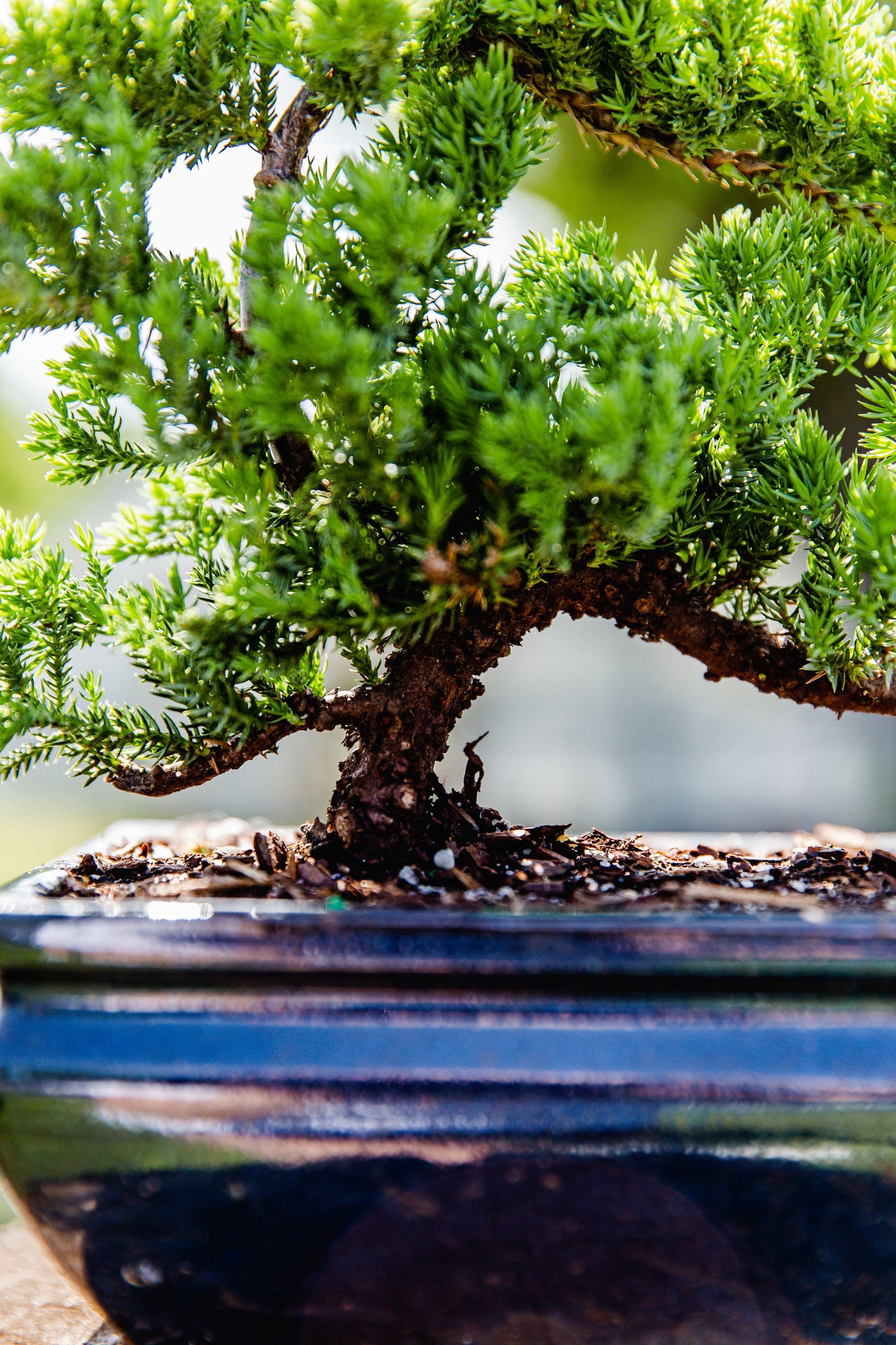 10yrs Juniper Bonsai Live tree Bonsai tree indoor plant outdoor plant gardener gift mothers day gift new home decor plant office decor plant