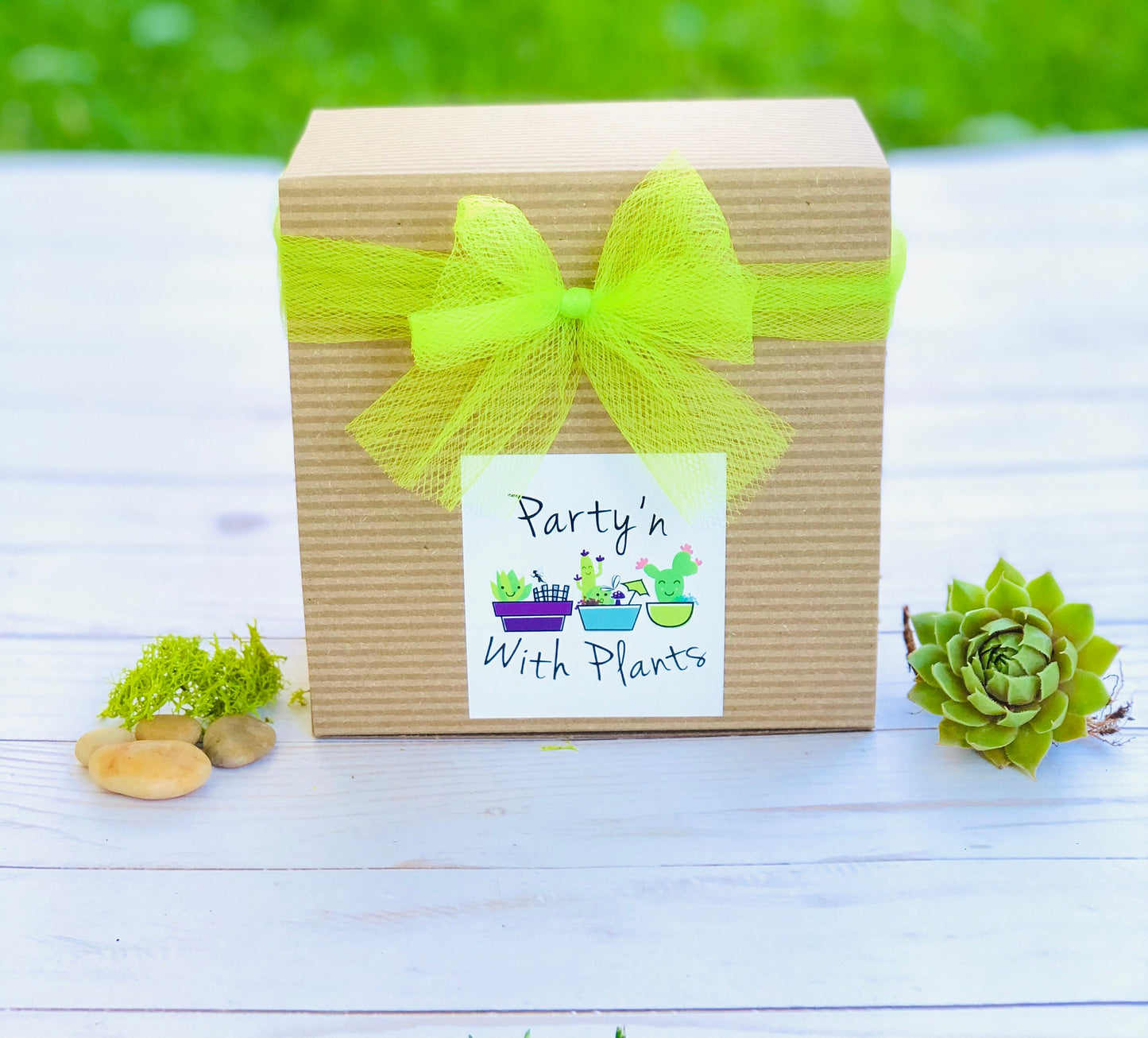 Mini Succulent Collection, 4 Mini Fairy Garden/Terrarium Plants, 1" Plants in pots + Saucers, Succulent Favors, Live Mini Succulents