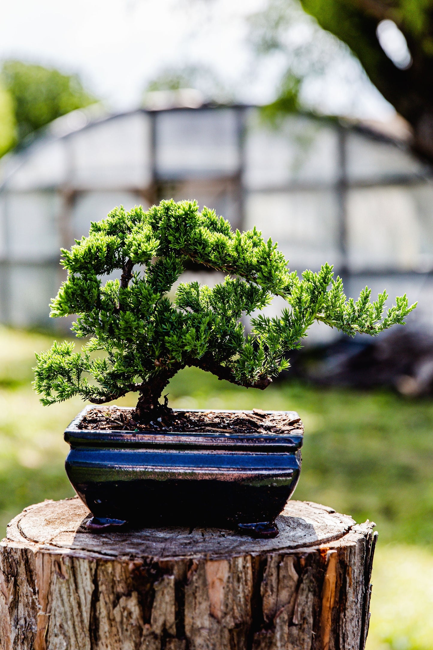 10yrs Juniper Bonsai Live tree Bonsai tree indoor plant outdoor plant gardener gift mothers day gift new home decor plant office decor plant