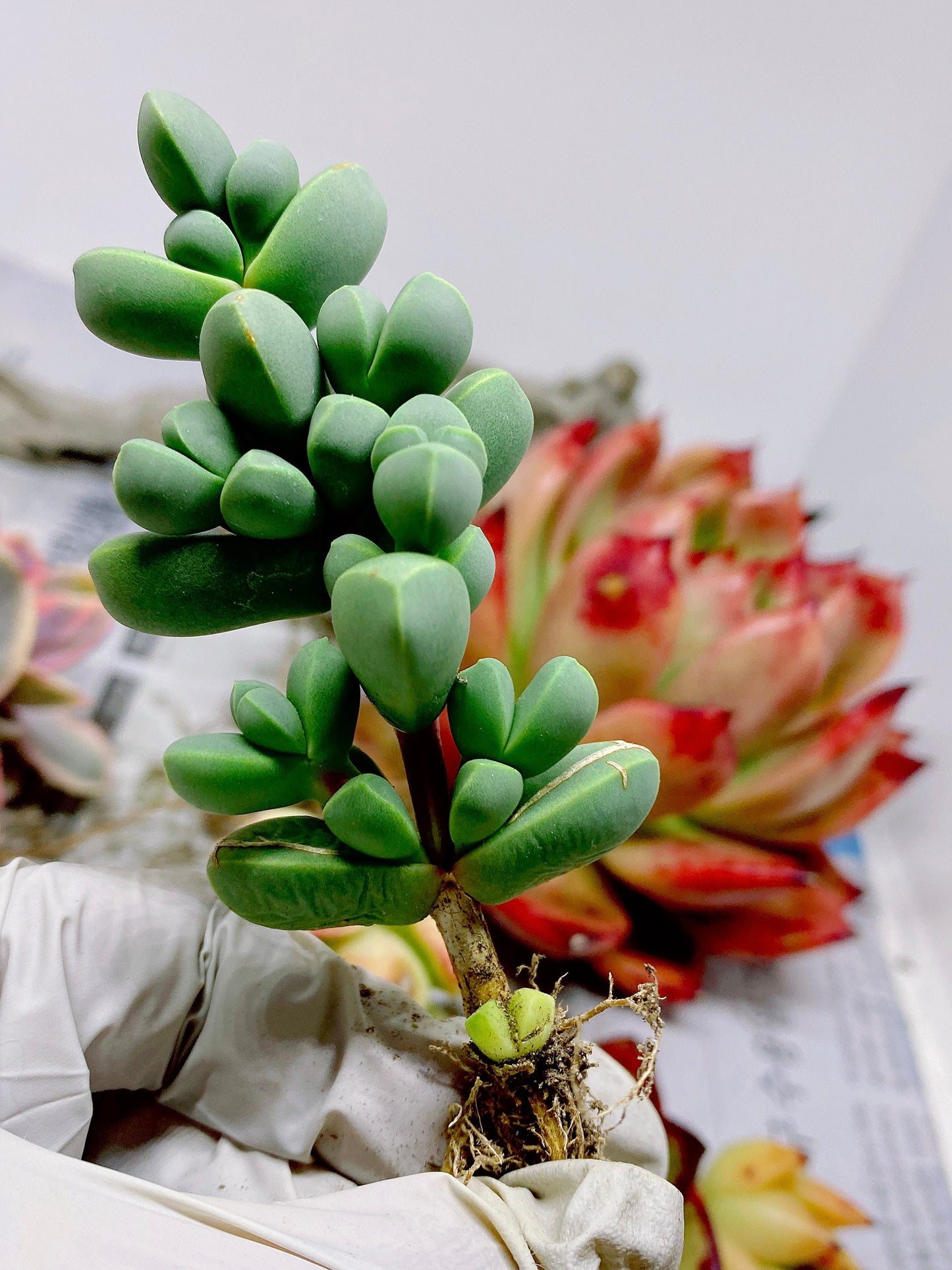 Rare Succulent: Cool beautiful succulent Astridia velutina string live plant houseplant bonsai favorite NO POT