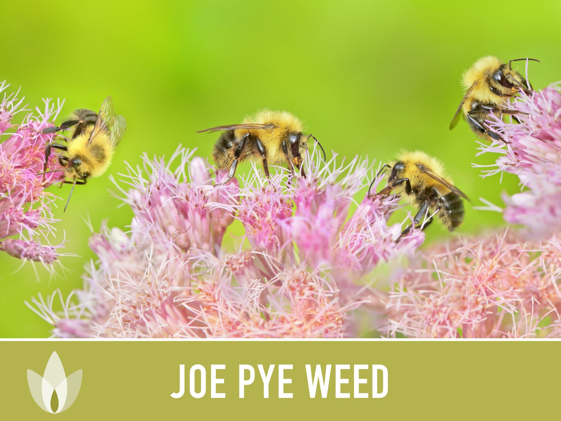 Joe Pye Weed, Spotted Flower Seeds - Heirloom Seeds, Native Seeds, Wildflower Seeds, Non-GMO
