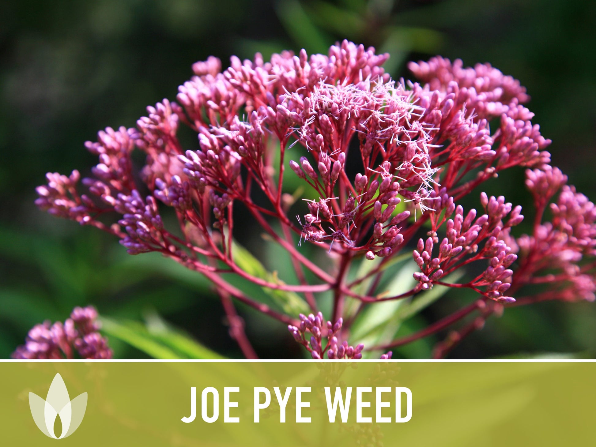 Joe Pye Weed, Spotted Flower Seeds - Heirloom Seeds, Native Seeds, Wildflower Seeds, Non-GMO