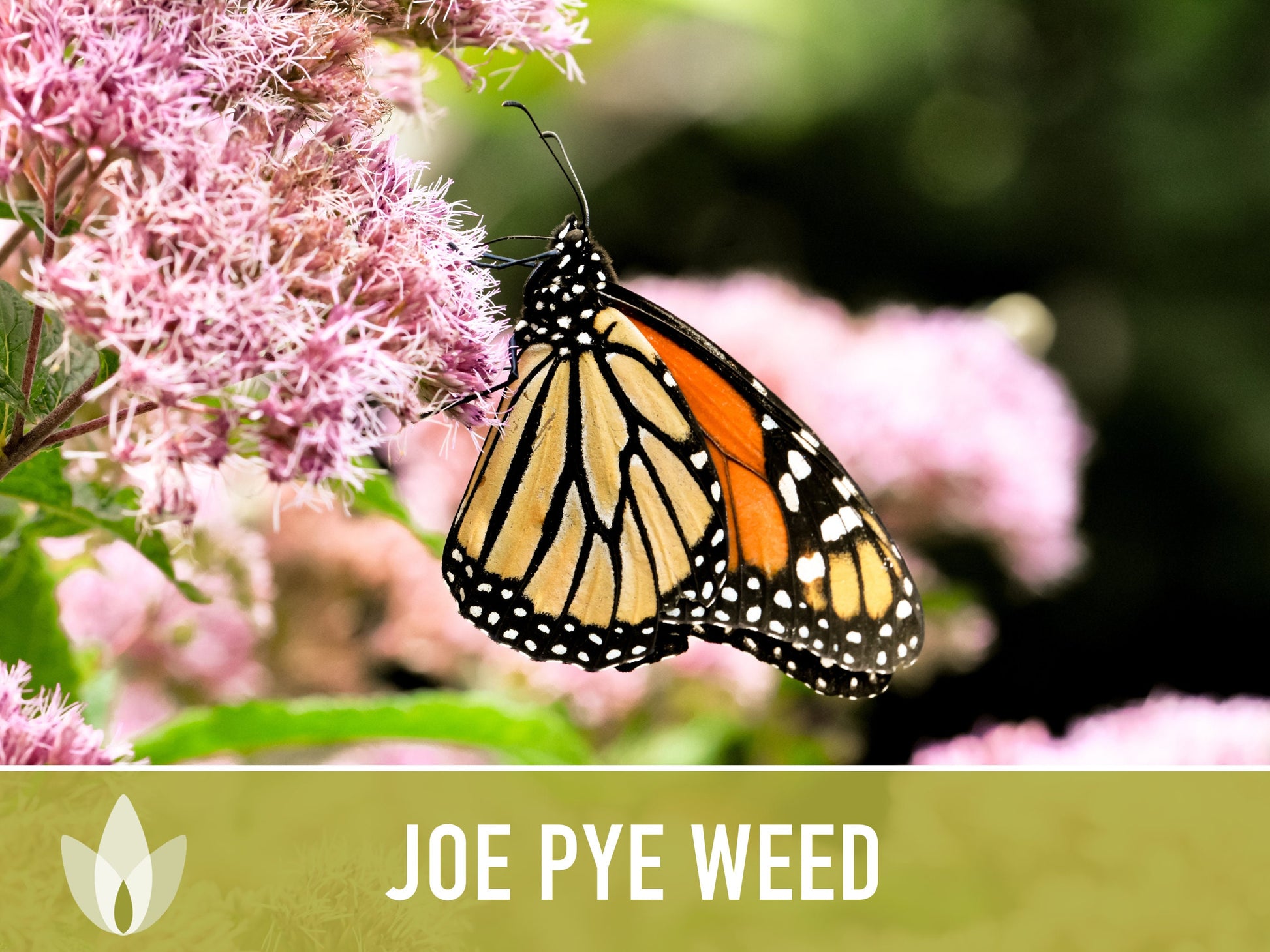 Joe Pye Weed, Spotted Flower Seeds - Heirloom Seeds, Native Seeds, Wildflower Seeds, Non-GMO