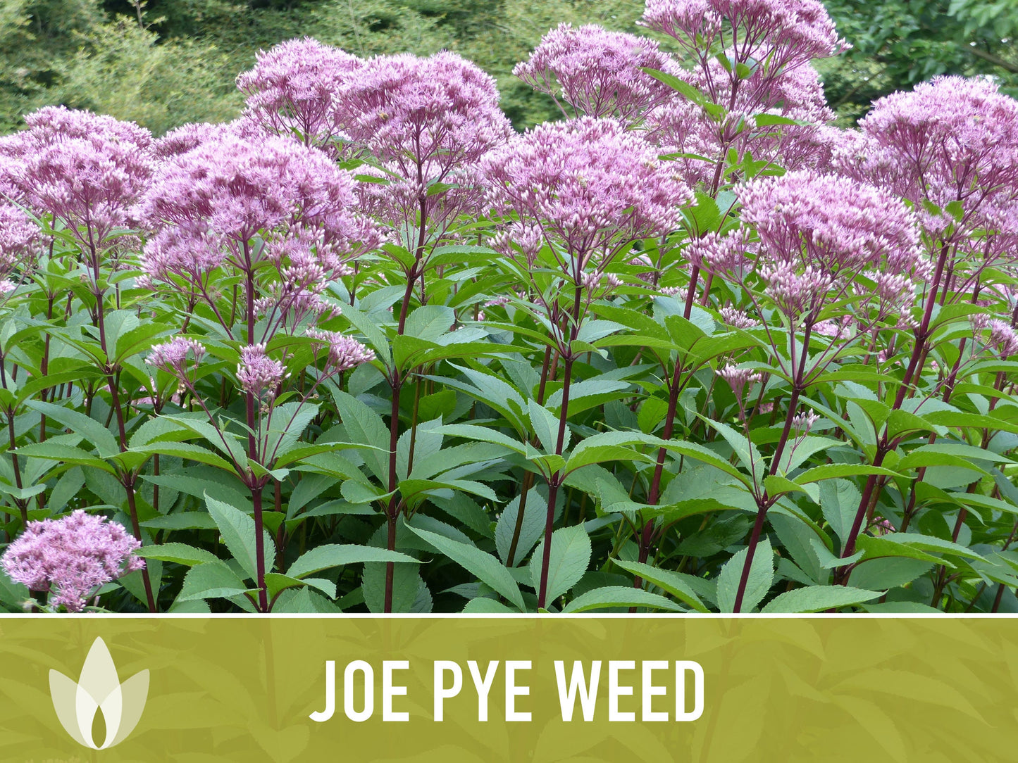 Joe Pye Weed, Spotted Flower Seeds - Heirloom Seeds, Native Seeds, Wildflower Seeds, Non-GMO